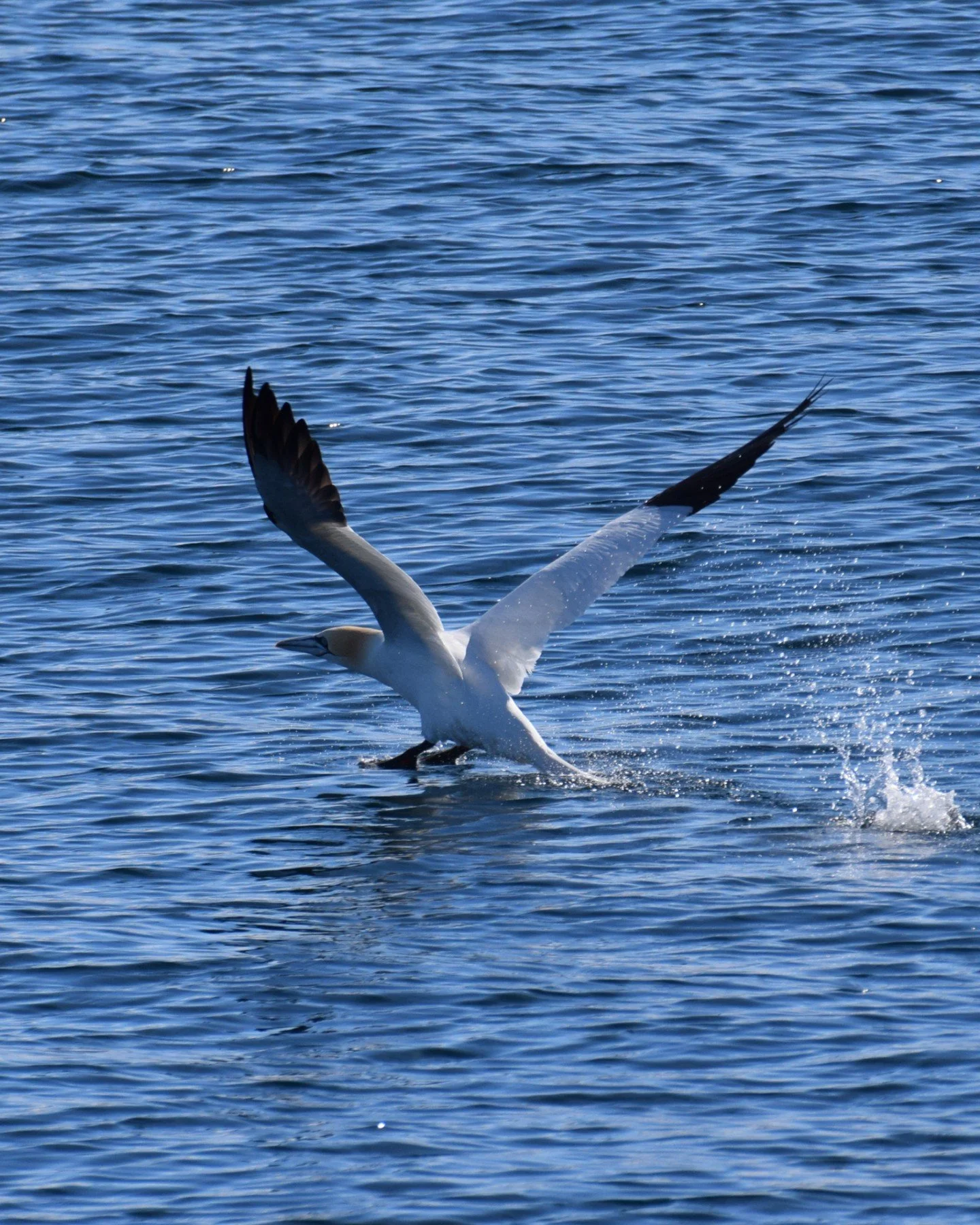 Northern gannets are definitely among the most impressive seabirds we see in Skj&aacute;lfandi Bay. Once you notice them, it&rsquo;s hard to look away.

With a wingspan reaching up to almost 2 metres, they move through the air with effortless precisi