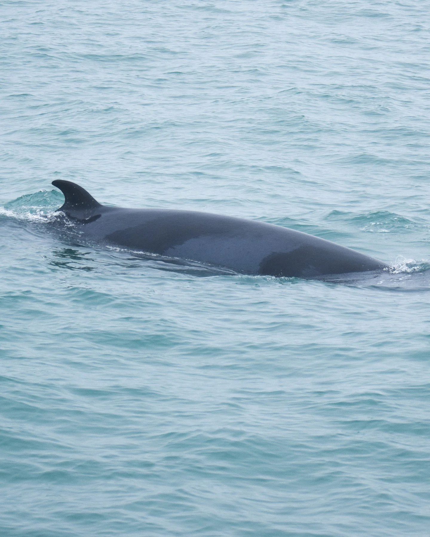 Minke whales! While species like humpbacks or blue whales often get most of the attention, minke whales have their own kind of charm that people quickly fall in love with once they spend time watching them.

They are curious, fast, and incredibly sle