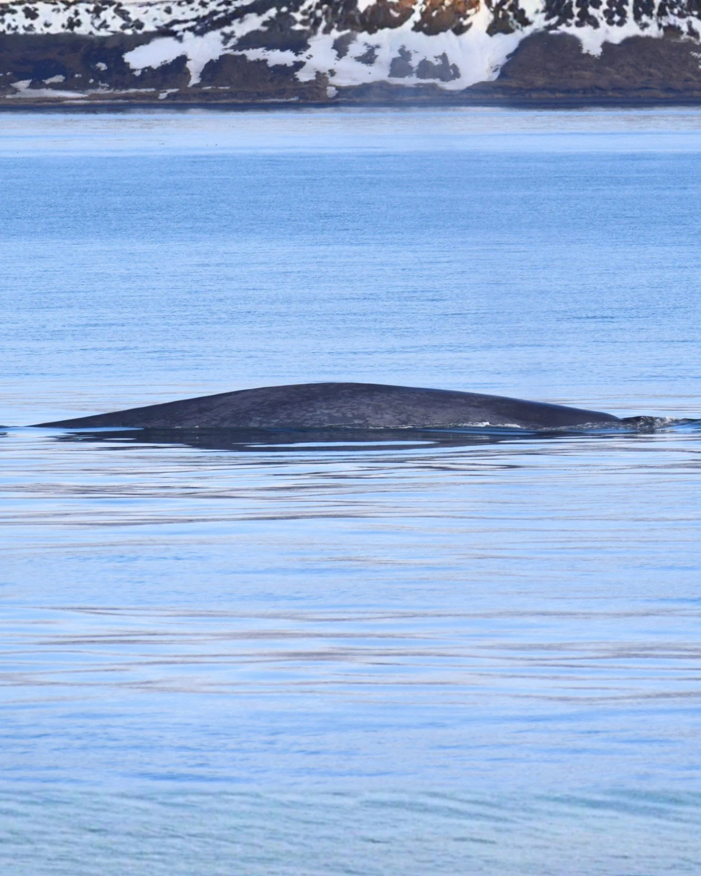 On our last tour we were incredibly lucky to encounter not one, but 4 different whales! including 2 humpback whales, 1 minke whale &amp; 1 blue whale! all during a single 3-hour tour in Skj&aacute;lfandi Bay.

Every tour is different, every encounter