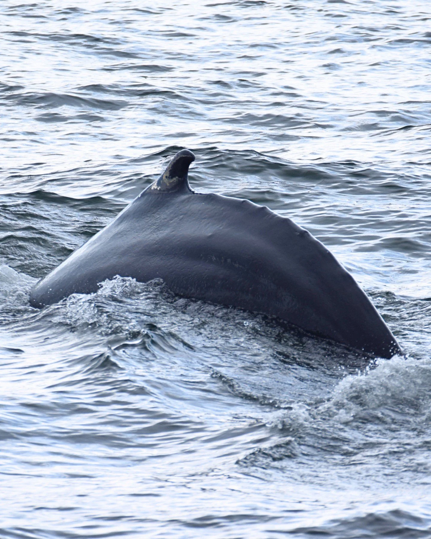 Winter found it&rsquo;s way back to Iceland.

The mountains disappeared behind snow again, the sea took on that deep cold colour we know so well in the north and it&rsquo;s generally colder - but out in Skj&aacute;lfandi Bay, the whales are still her