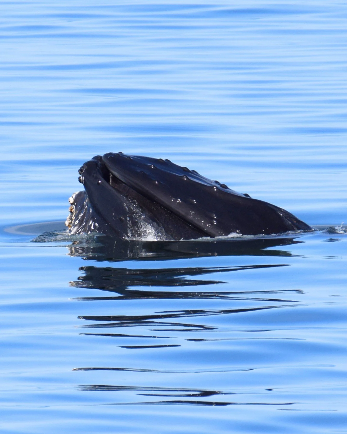 On one sunny, windless day recently, we met this beautiful, calm humpback whale who gave us a stunning show, by coming up to the surface multiple times right by our boat, head up, mouth full of food and water, happily feeding. 

@madalenabreyner capt