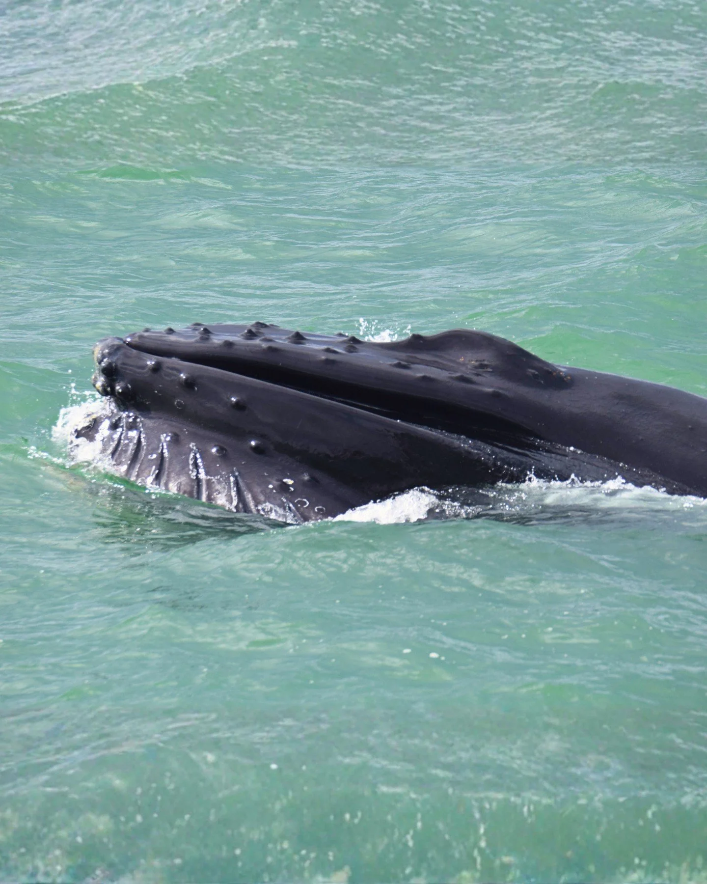 Have you ever seen a humpback whale&rsquo;s mouth this close?

Now you have!

Emerald green water, a close encounter, and one very happy feeding humpback whale in Skj&aacute;lfandi Bay.

Moments like this happen fast, but they stay in your memory for