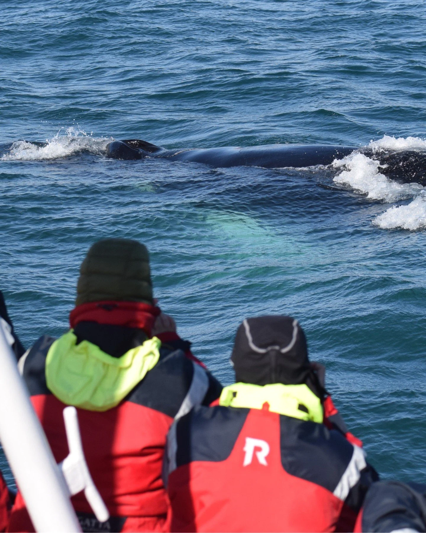 Close encounter with a Humpback whale. 

This is one of the things that makes whale watching such a special experience. Sharing a moment with an animal that chooses to surface beside the boat on its own terms - no zoom lens can fully recreate what it