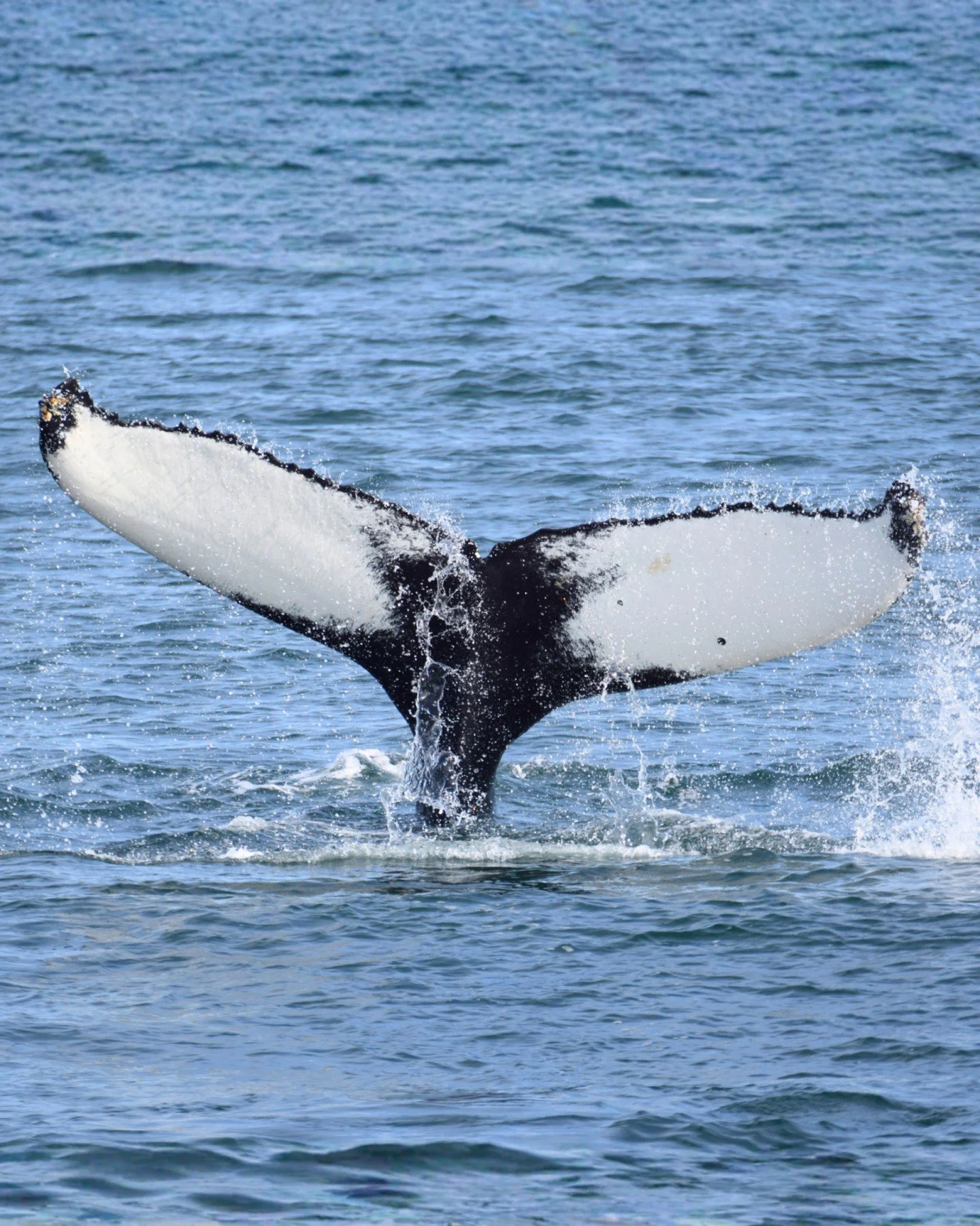&hellip;and another dive! 

The moment when a humpback lifts its fluke before a deep dive is one of the most iconic sightings on our tours but did you know that every tail is unique?

The patterns, scars, and markings on the underside of the fluke ar