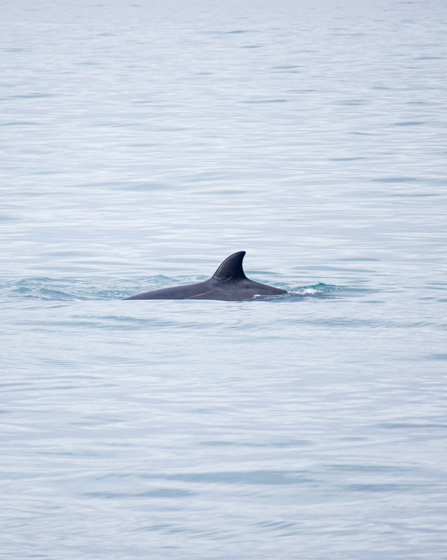 When spotting whales, a dorsal fin coming out of the water is sometimes the first thing you see.

Can you tell what species is this?

#iceland #whale #whalewatching #sailing #travel