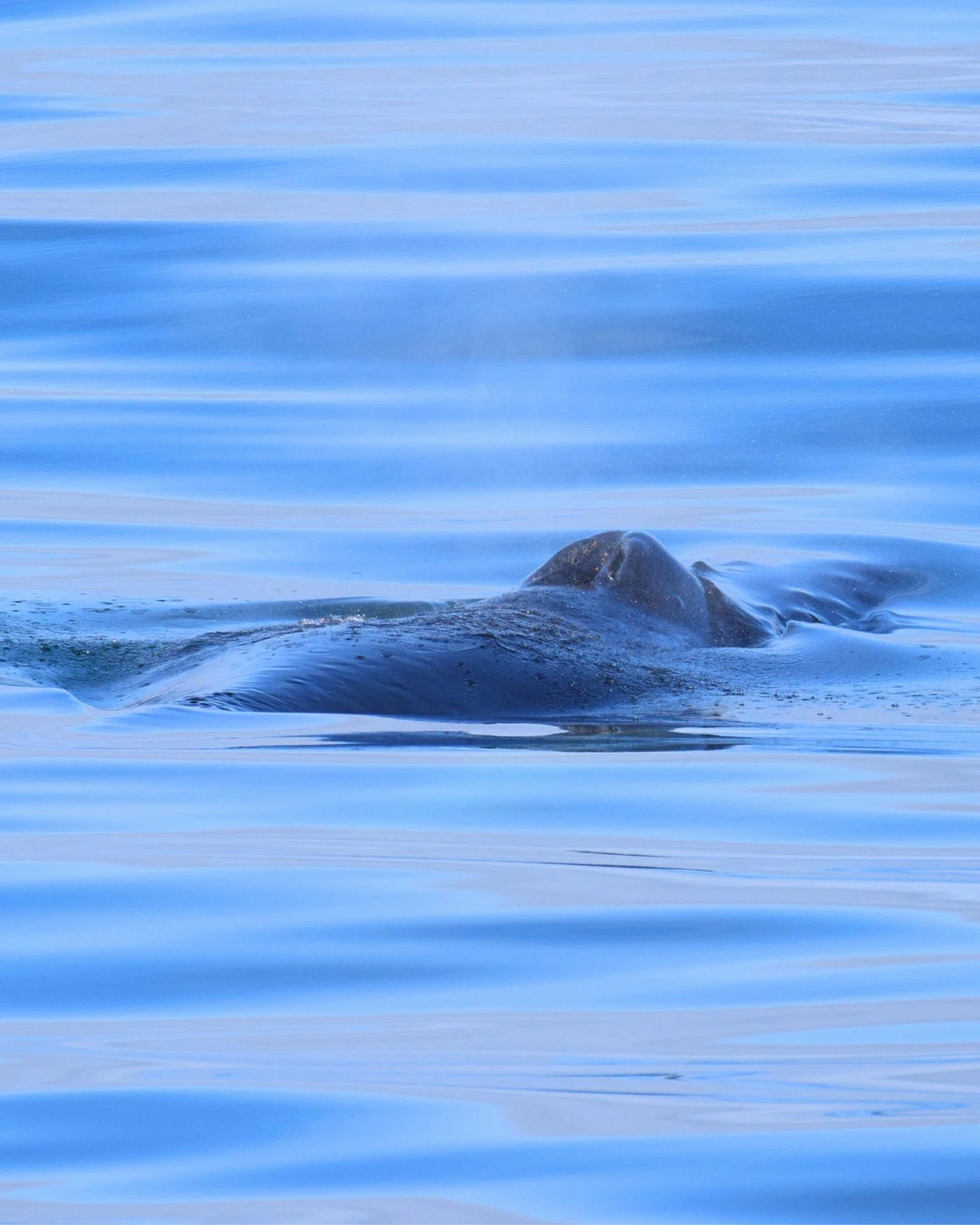 These stunning pictures were taken by our head guide @madalenabreyner 

Calm sea, great weather and Humpback whales - yesterday we saw 5 different individuals on the afternoon tour 🐋 

*
*
*
#whalewatchinghusavik #getoutthere #photography #wildlife 