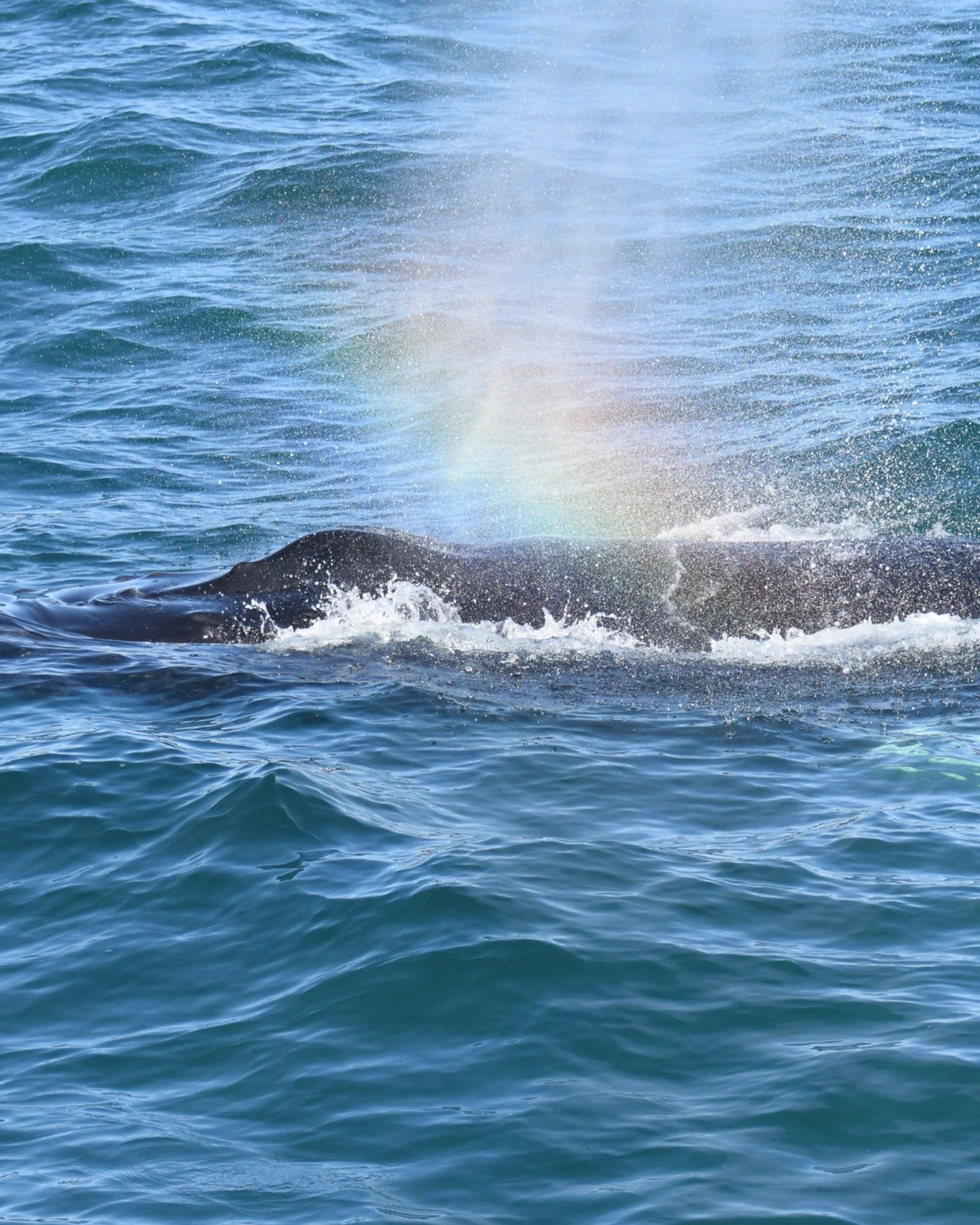 More and more Humpback whales in the area! Lately we&rsquo;re seeing whales on all of our tours and recent days around H&uacute;sav&iacute;k have brought beautiful conditions out at sea and some truly amazinb encounters. The bay is becoming increasin