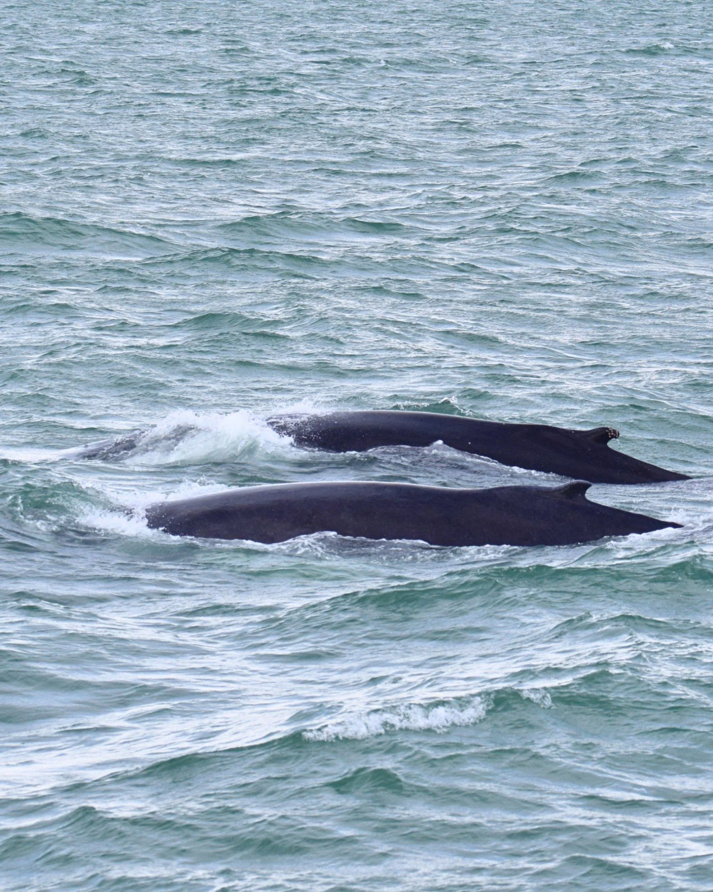 What&rsquo;s better than seeing a whale in Iceland? 
Seeing multiple whales in Iceland!

These pictures were taken on one of our recent tours where we saw 6 humpback whales! The Bay is full of life and as much as it is perfectly normal to see one wha