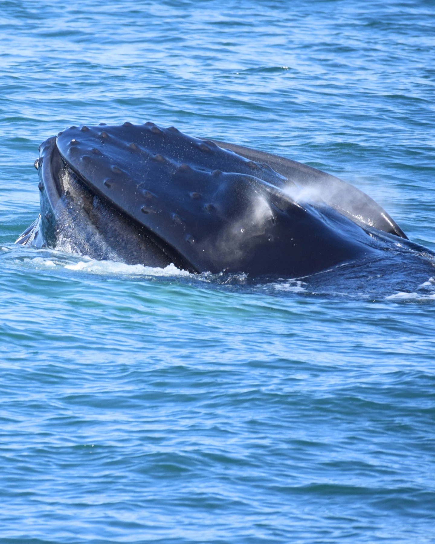 These pictures were taken on one of our recent tours by @madalenagaspar another amazing day our there with Humpback whales. 

These mouths full of water coming up the surface so close to us are another level of creating core memories from Iceland.

H