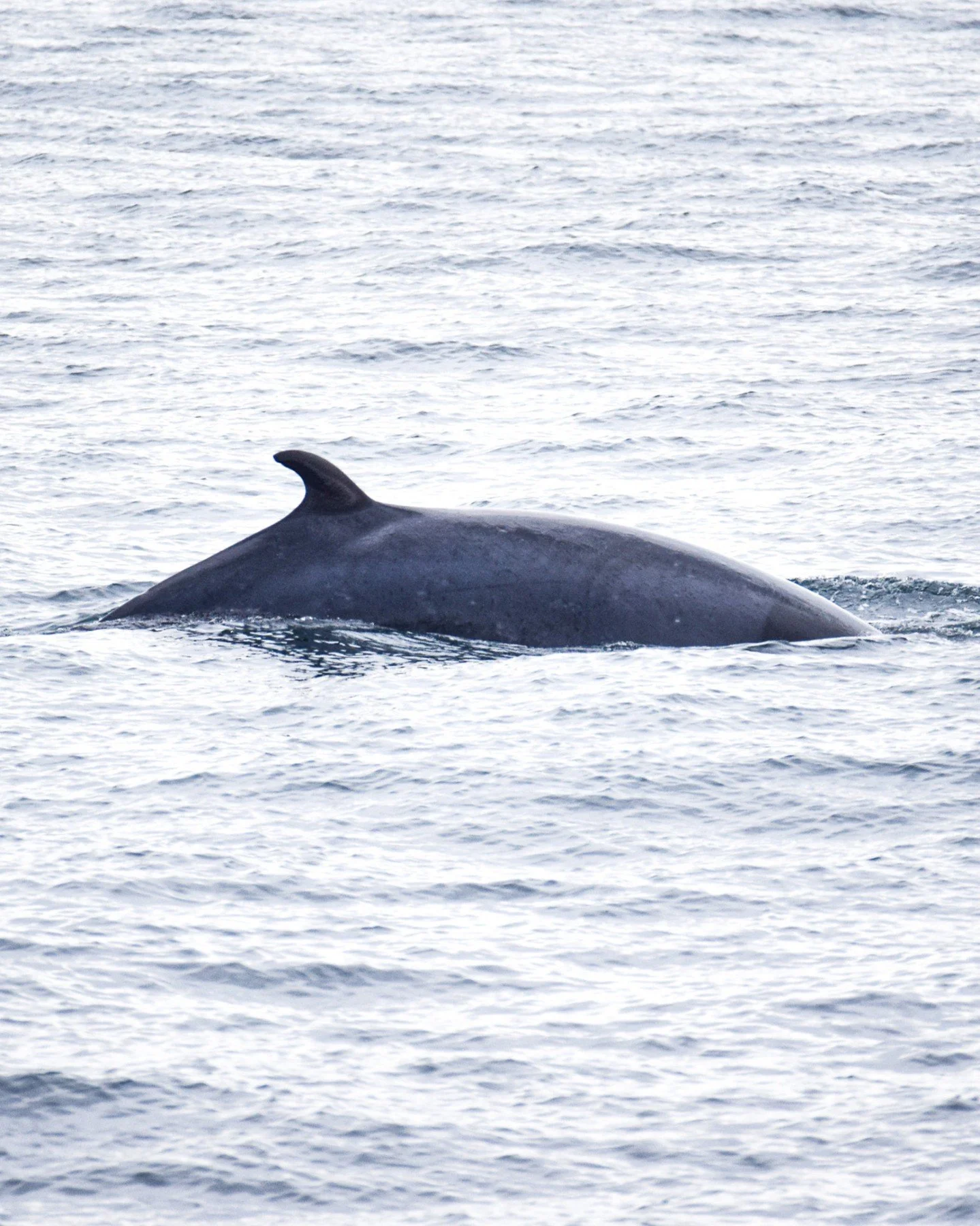 Recent tours in Skj&aacute;lfandi Bay have brought some lovely encounters with not just humpbacks but also Minke whales.

Often described as the &ldquo;smaller&rdquo; whales of the bay, minke whales are actually incredibly impressive animals. They ar
