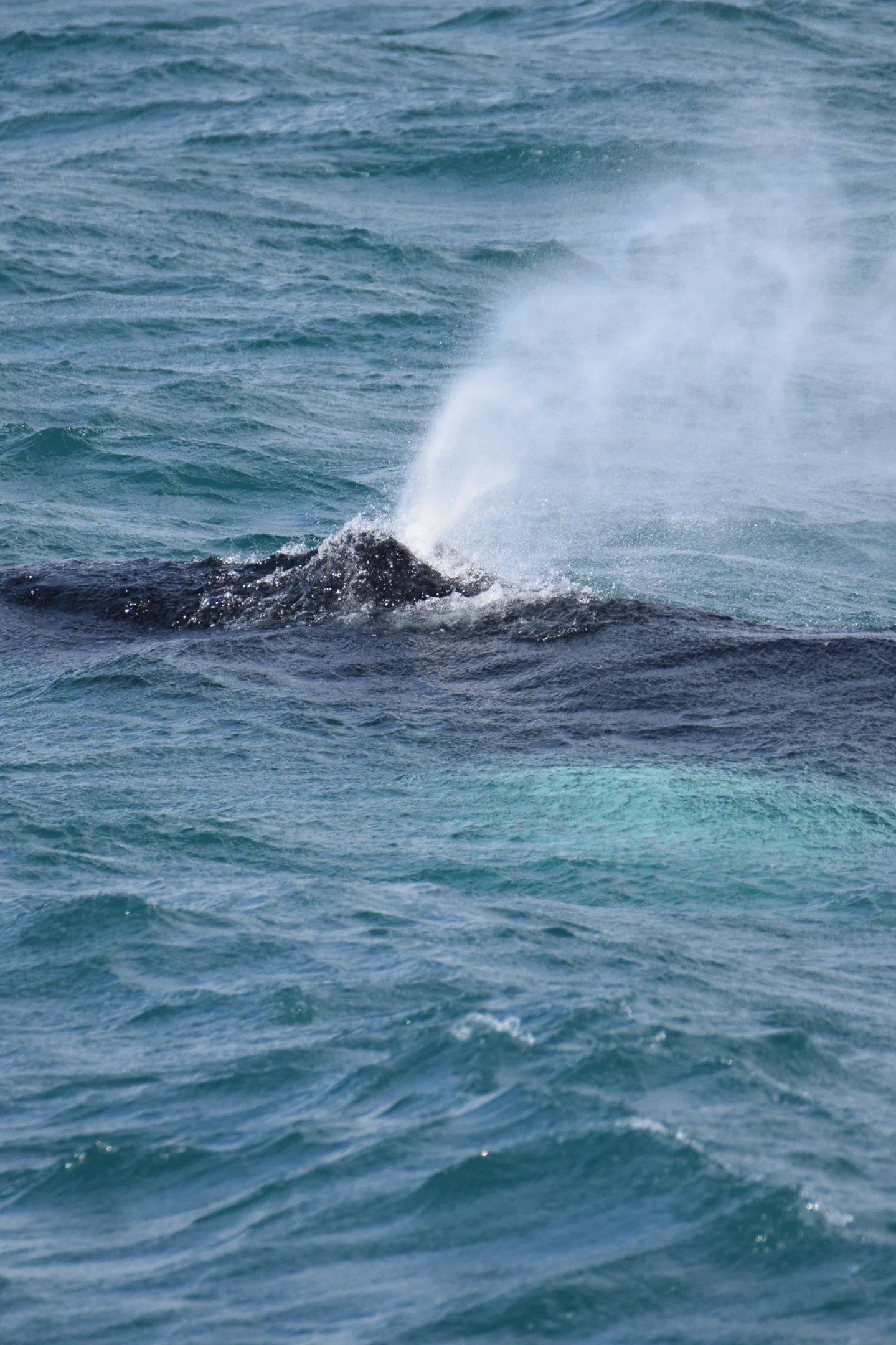 3 Humpback whales today on our both of our tours spotted by our new guide @daacil2 🐋

📷 @madalenabreyner

#iceland #humpbackwhale #husavik #whale #friendsofmobydick