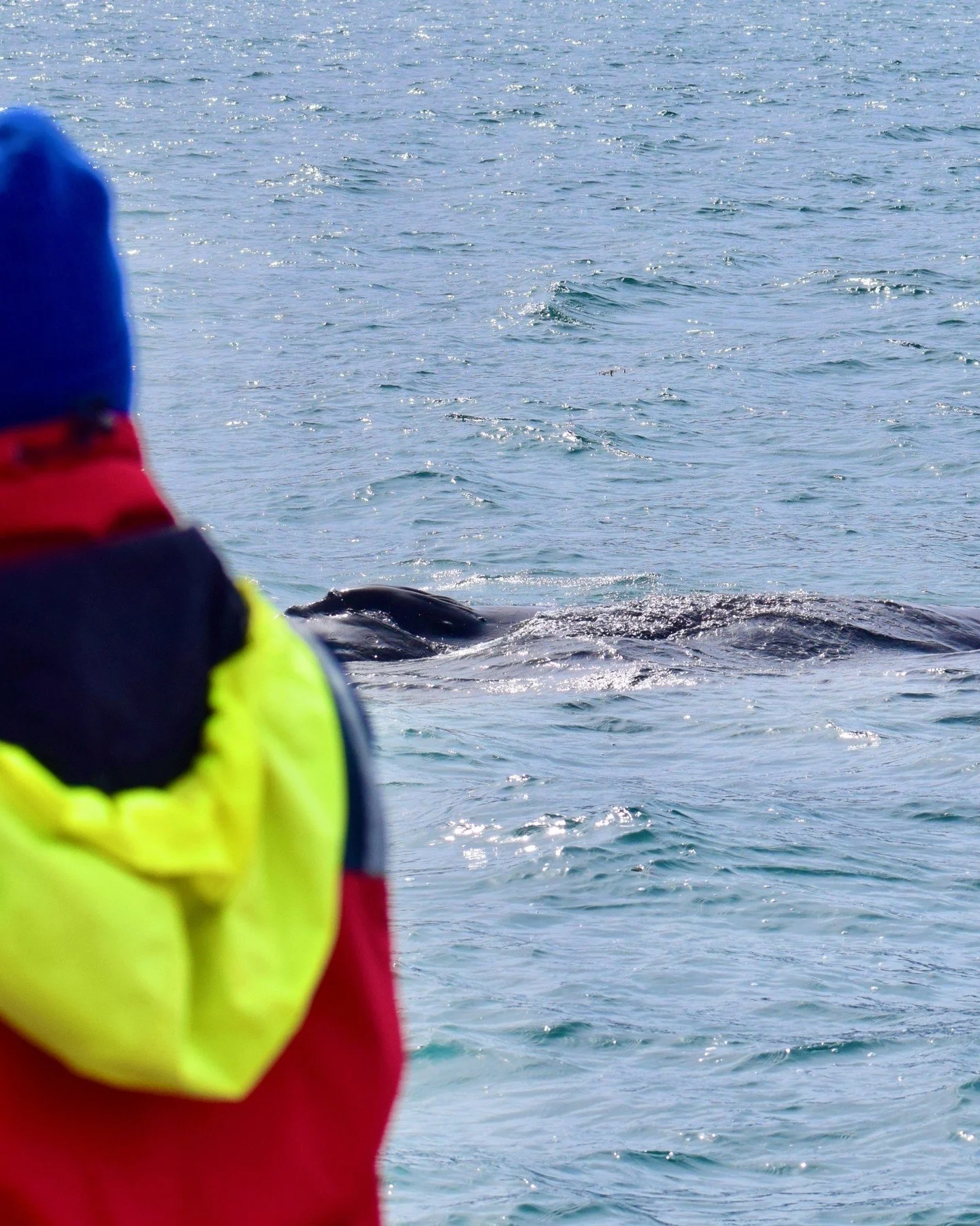 This could be you 📷🐋 

All of these photos were taken on our tours yesterday in Skj&aacute;lfandi Bay, where we spent the entire day surrounded by 3 humpback whale - including two whales travelling and feeding together side by side.

Humpback whale
