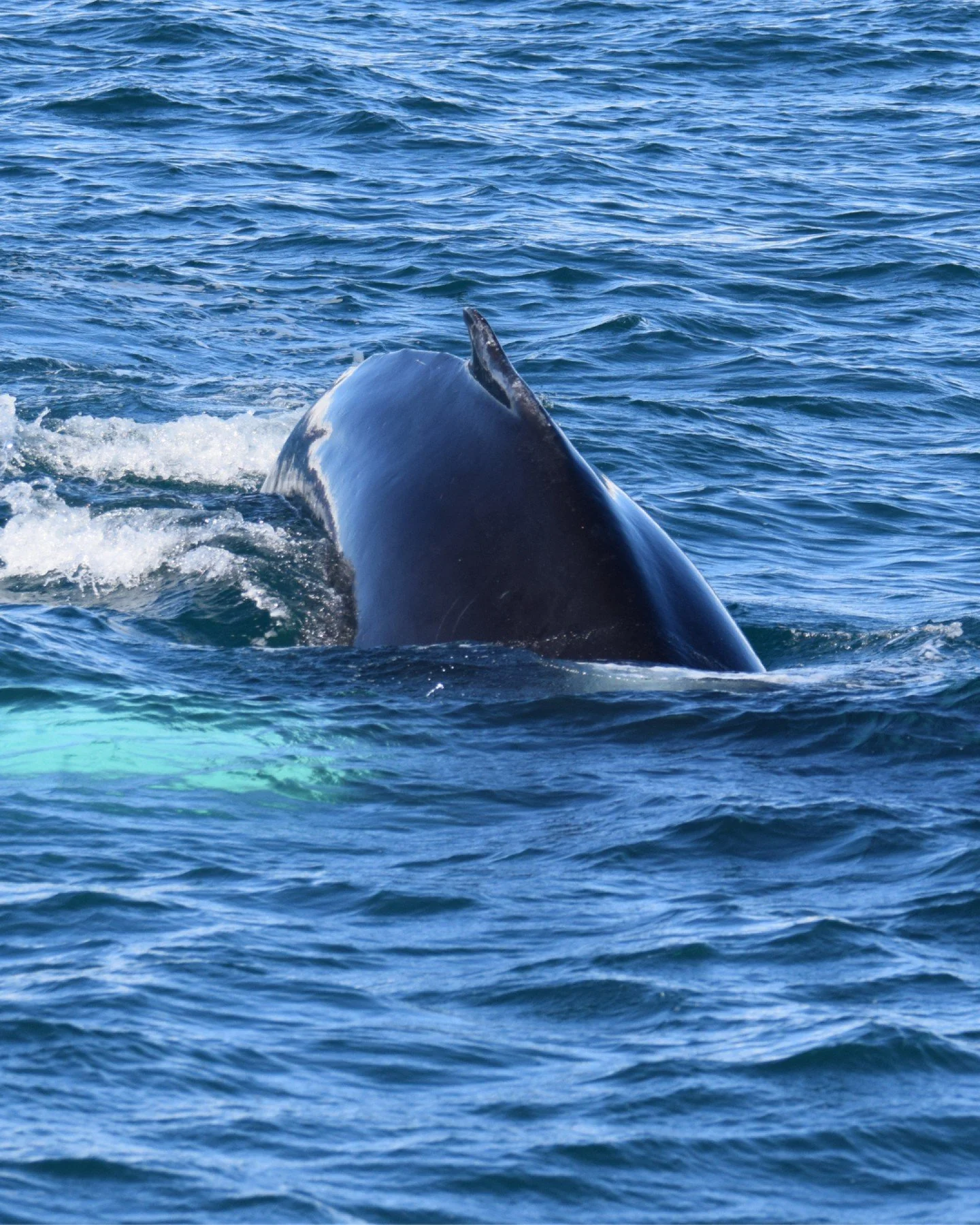 Yesterday was incredible out there in Skj&aacute;lfandi Bay ❤️

Not only did we experience a truly unforgettable encounter with a minke whale (see the reel 👀), but throughout the day we also encountered 4 different humpback whales!

This is exactly 