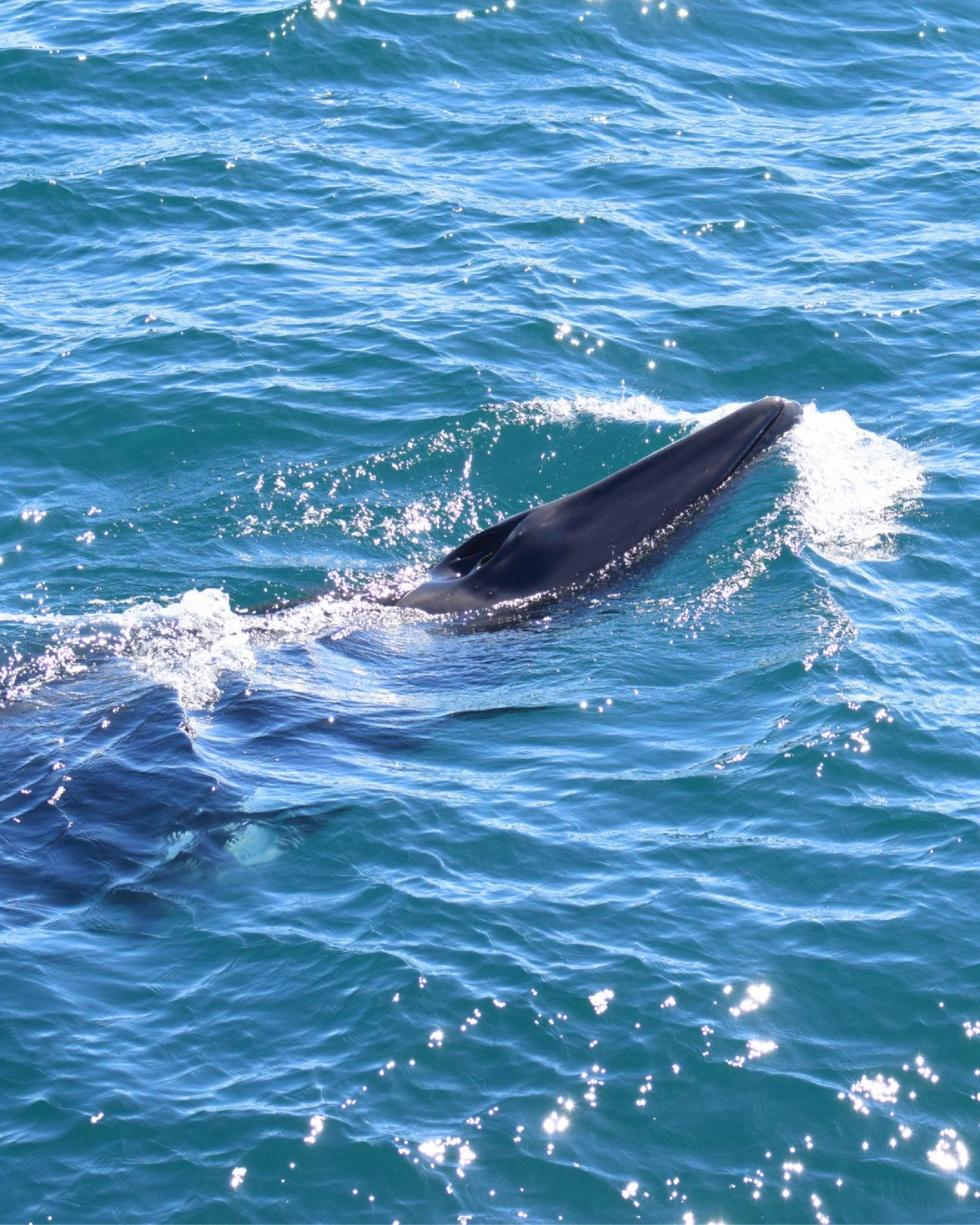 Few more pictures of our curious Minke whale from yesterday&rsquo;s tours, we still can&rsquo;t quite believe how close this encounter was.

Minke whales are usually fast, and unpredictable often appearing briefly before disappearing beneath the surf