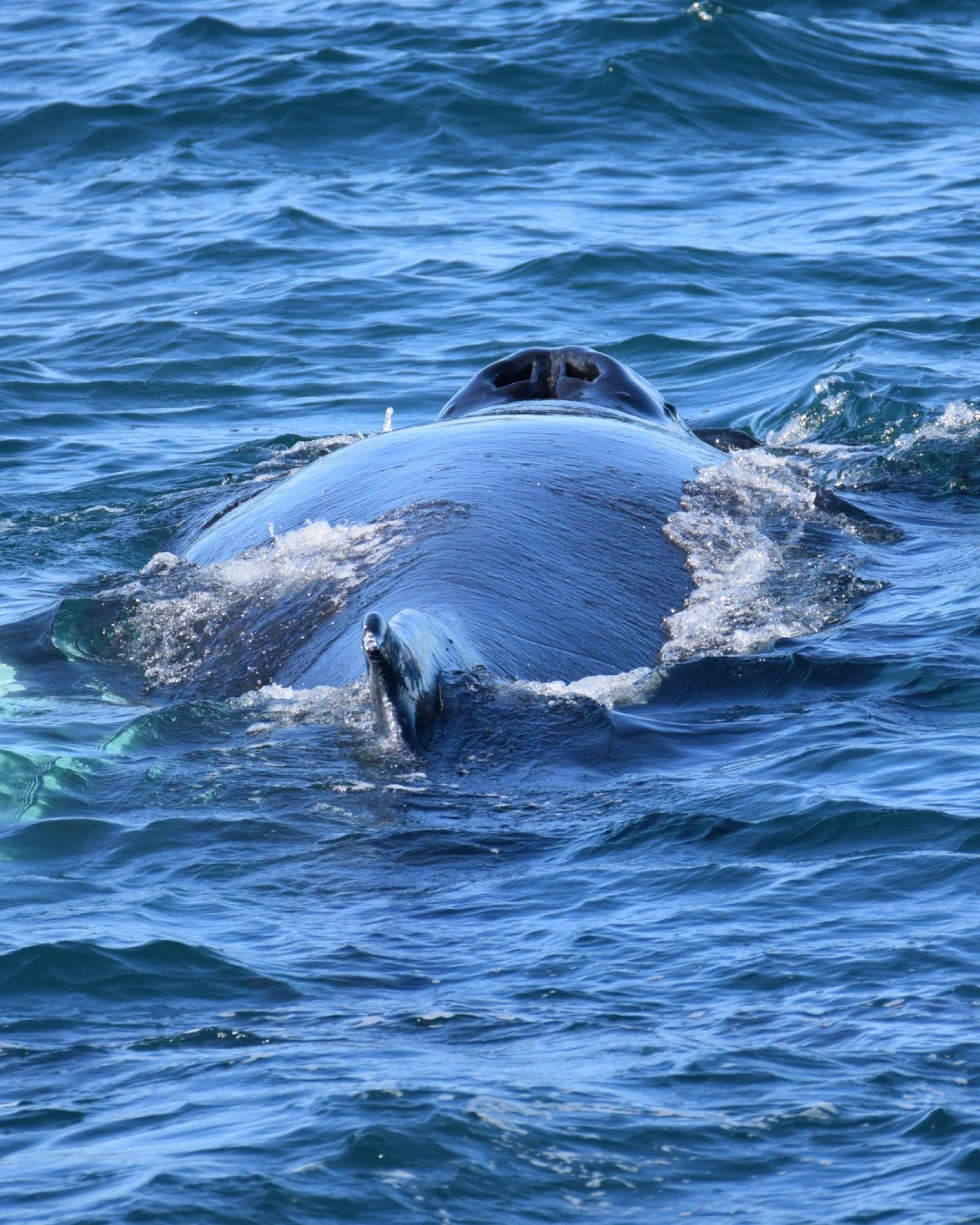 Right behind a giant &hearts;

A recent close encounter with a humpback whale in Skj&aacute;lfandi Bay gave us a perspective that never stops feeling unreal, when the huge back of the whale rises out of the water directly in front of you, close enoug