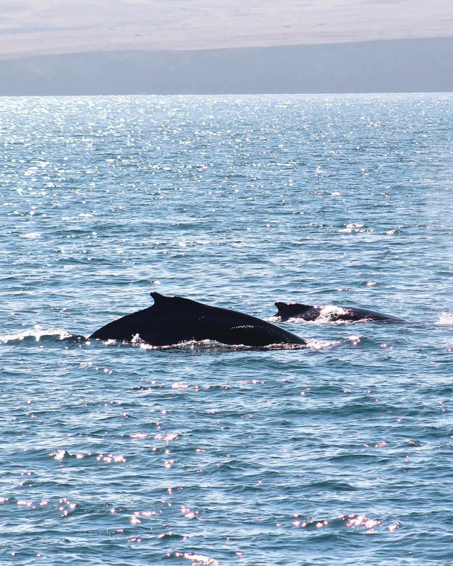 Last days in Skj&aacute;lfandi Bay have been full of life.

Yesterday morning we encountered 2 humpback whale, followed by 4 humpbacks in the afternoon tours and this morning the bay welcomed us again with 3 humpback whales with a group of white-beak