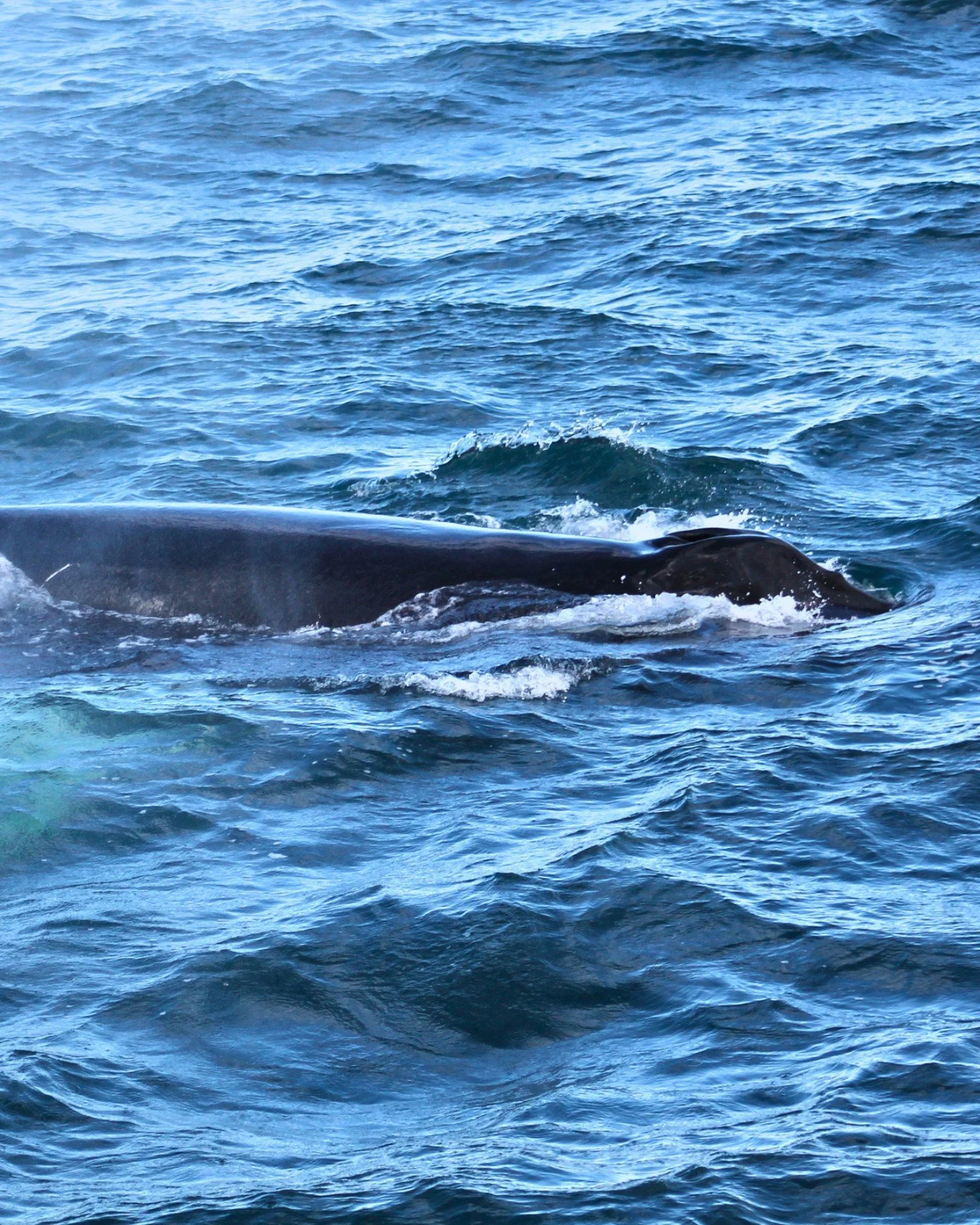 We can't get enough of those close encounters with Humpback whales. These pictures were taken on our tours yesterday by @daacil2 and sailing in great weather we were surrounded by 4 Humpback whales in the area on the afternoon tour. 

Can you imagine