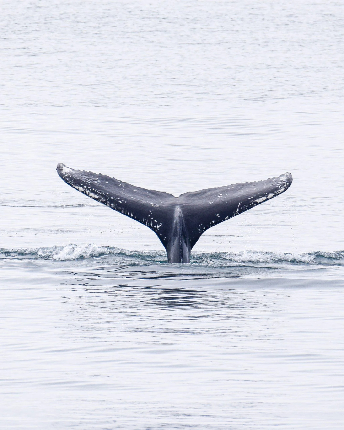 Not every day is sunny, but every day in H&uacute;sav&iacute;k is a great day to be on the look out for whales.

The moment a humpback raises its tail before a deep dive is one of the most anticipated sights in whale watching. A few seconds that mark
