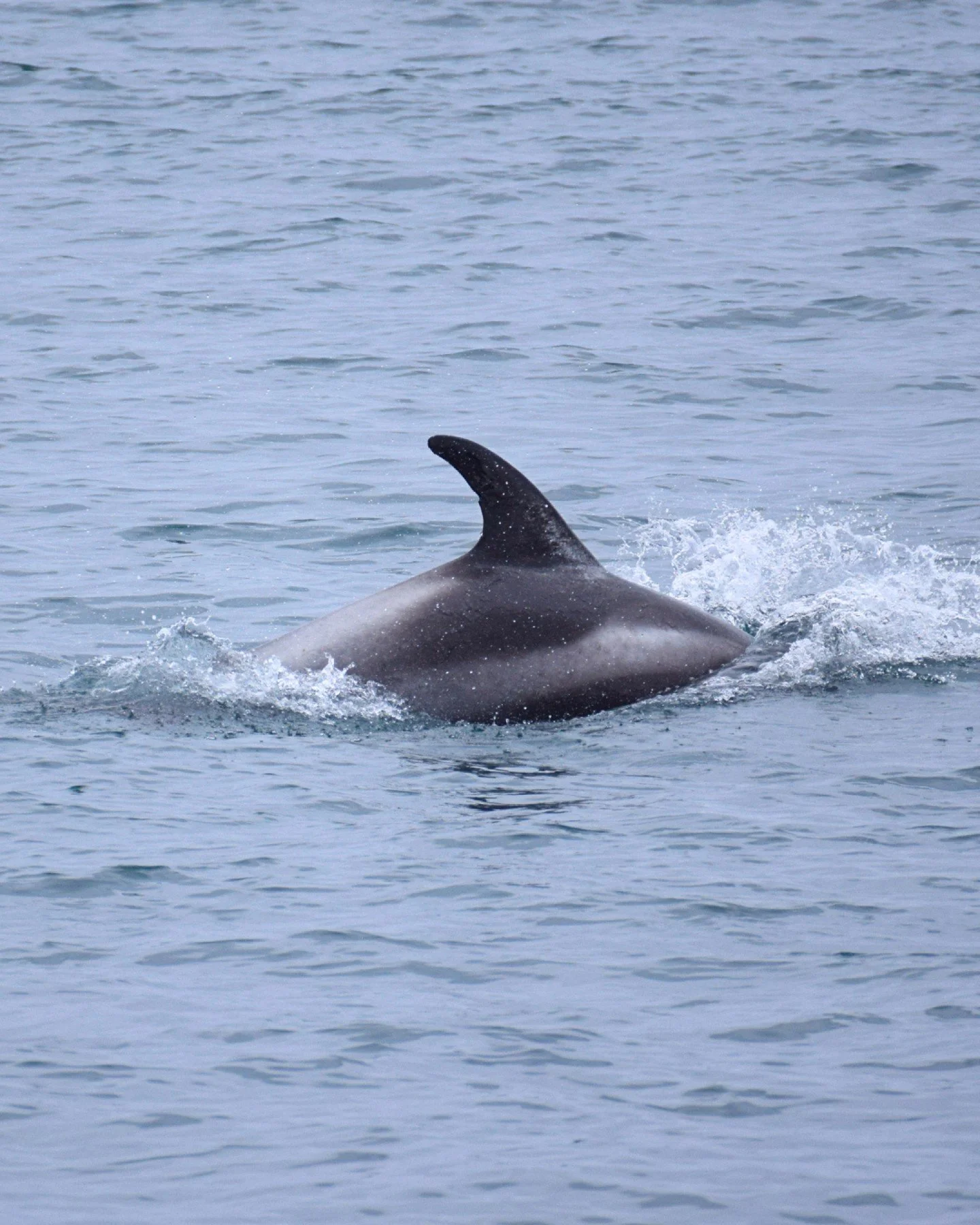In recent days we are seeing not just whales but the Bay was visited by white beaked dolphins again!

White-beaked dolphins are one of the northernmost dolphin species in the world and are perfectly adapted to the cold waters around Iceland. They usu