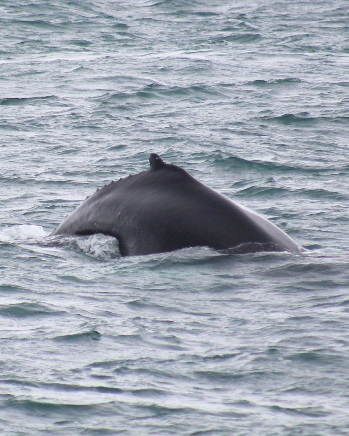 This beautiful whale was captured 📷 by Dacil on one of our recent tours. This morning we sailed out to find 2 Minke whales and 4 Humpback whales! 

It&rsquo;s a great time to go whale watching from H&uacute;sav&iacute;k ❤️

*
*
*
#iceland #humpbackw