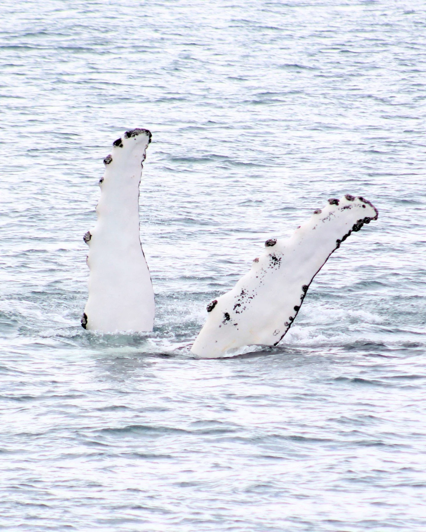 These stunning pictures were taken on one of our recent tours. Our Naturalist @daacil2 had an incredible moment with a Humpback whale waving it&rsquo;s flippers out of the water. 

Humpback whales have the longest pectoral fins of any whale species, 