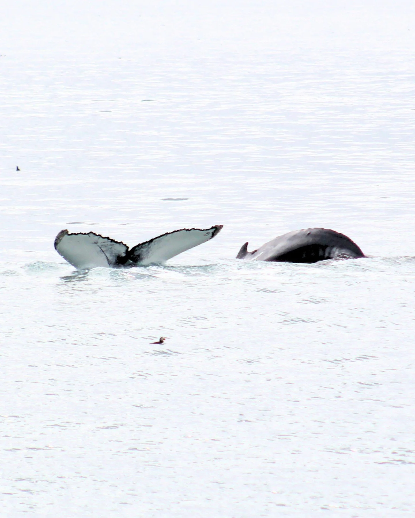 Two humpback whale diving together in Skj&aacute;lfandi Bay captured by @daacil2

One of those moments that reminds us how lucky we are to spend our days out here.
The past few days in Husavik have been nothing short of AMAZING. 

https://www.friends