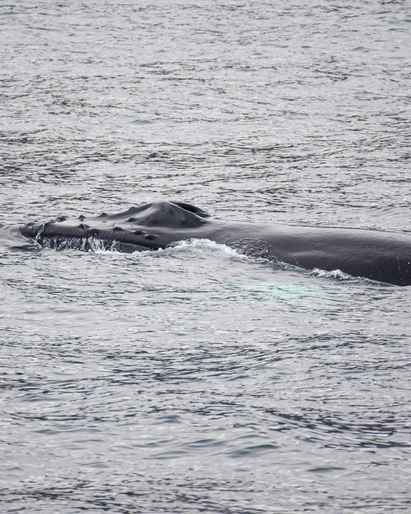 Rainy days don&rsquo;t stop the whales.

While everyone dreams about sunshine and calm seas, some of the most beautiful moments in Skj&aacute;lfandi Bay happen under grey skies and light rain.

Whales don&rsquo;t care if it&rsquo;s raining. They are 