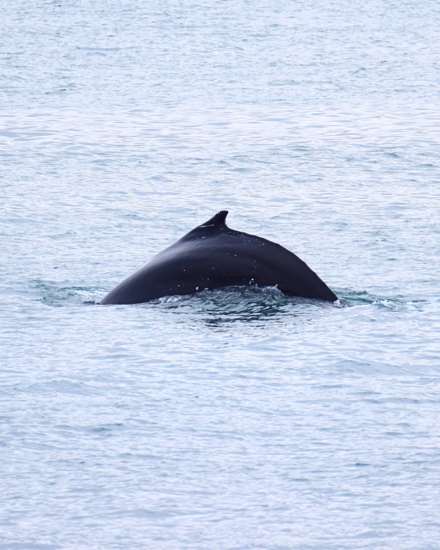Recent days have been colder again but whales don't mind the weather - today we encountered 4 humpback whales! No matter how many times we see them, watching them surface around the boat never gets boring, we can't get enough of it. 

📷 @madalenabre