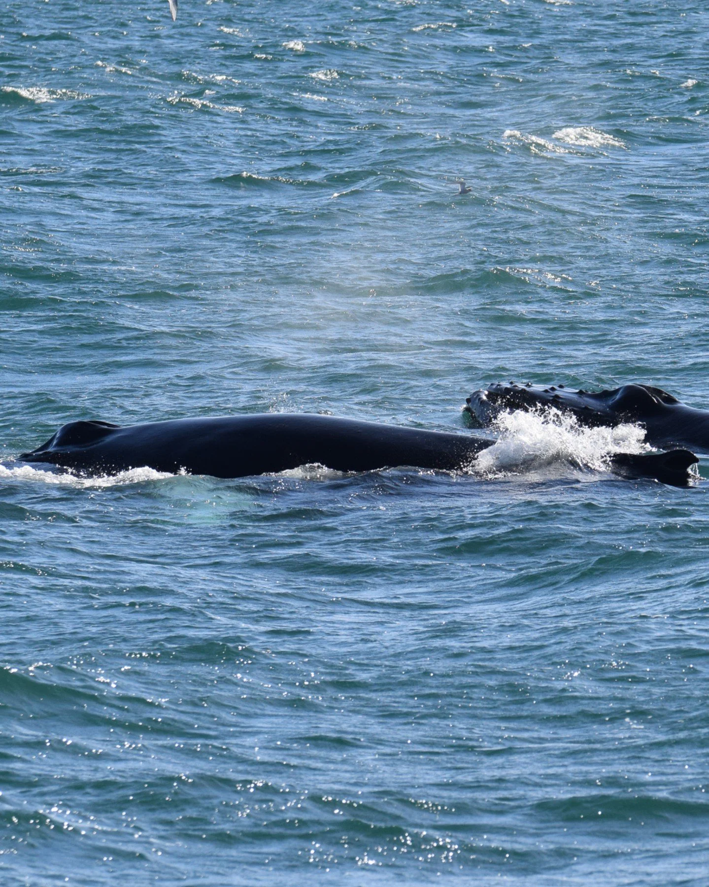 Humpback whales have been keeping us busy lately.

On one of our recent tours we encountered 5 different humpback whales feeding throughout the bay. Some stayed alone, while others spent time in the same feeding area, creating fantastic opportunities