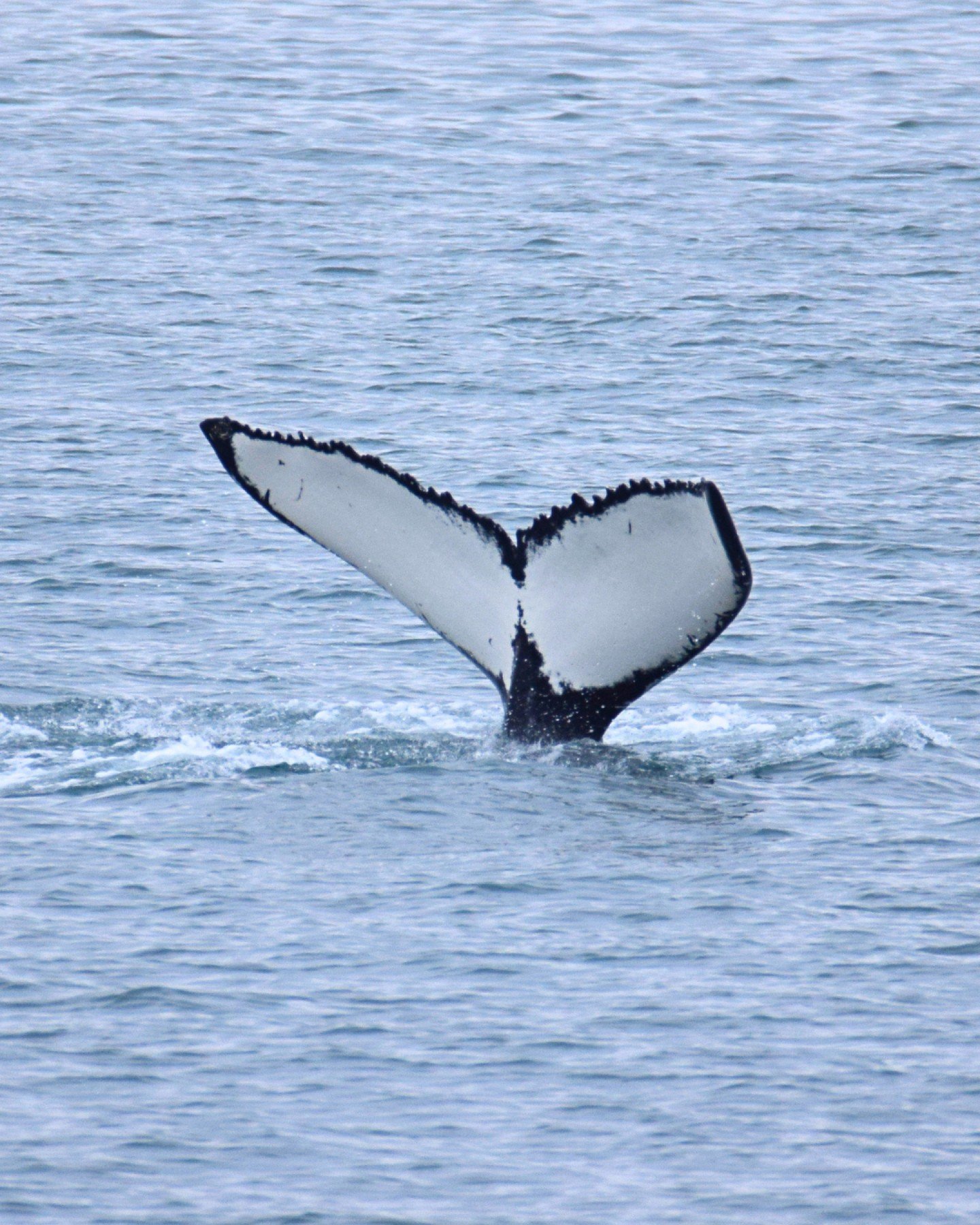 So many humpback whales are greeting us lately, creating one memorable encounter after another.

The bay has been full of life lately and there are some days when you spend more time looking at whales than looking for them.

These beautiful pictures 