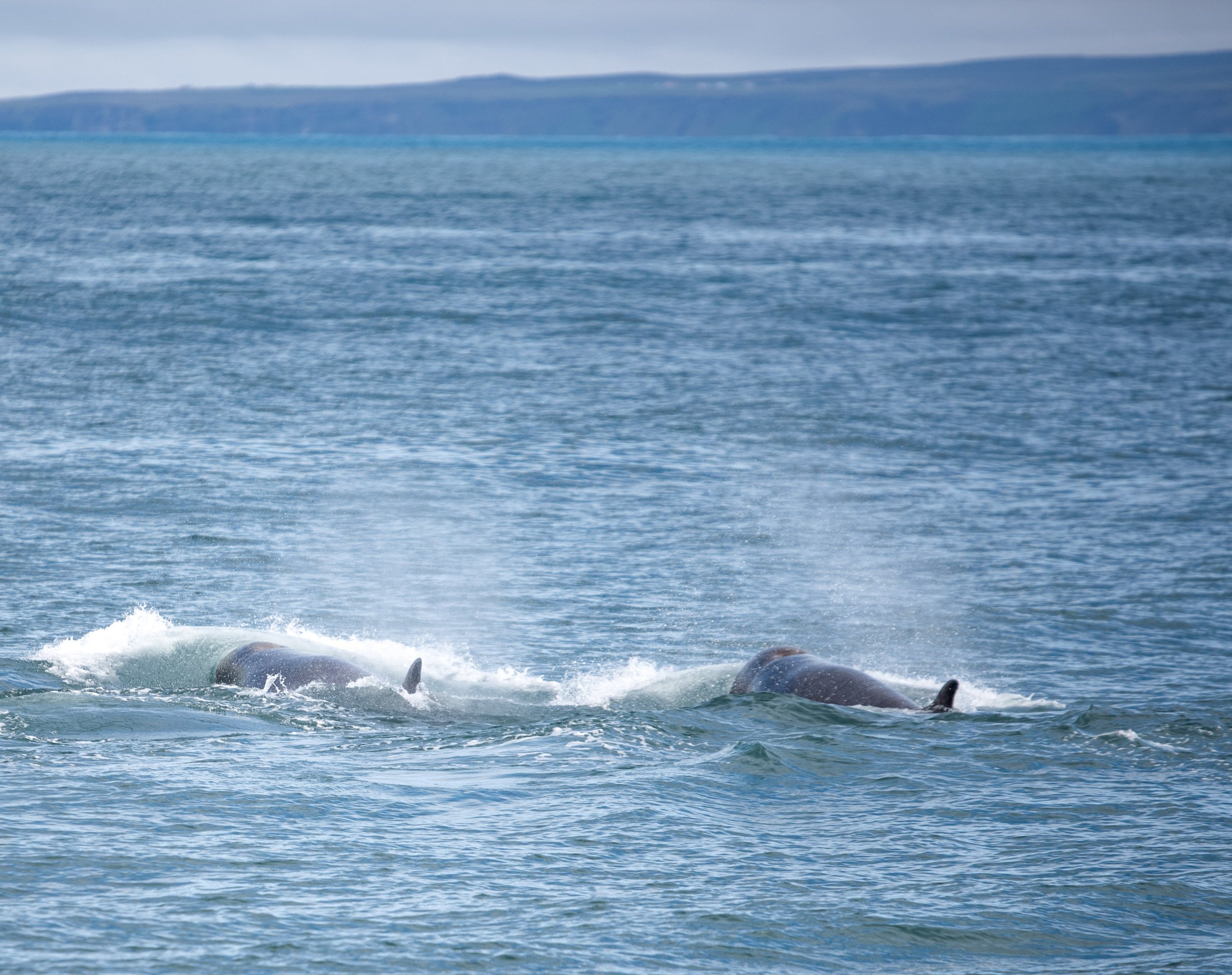Northern bottlenose whales in Skjálfandi Bay
