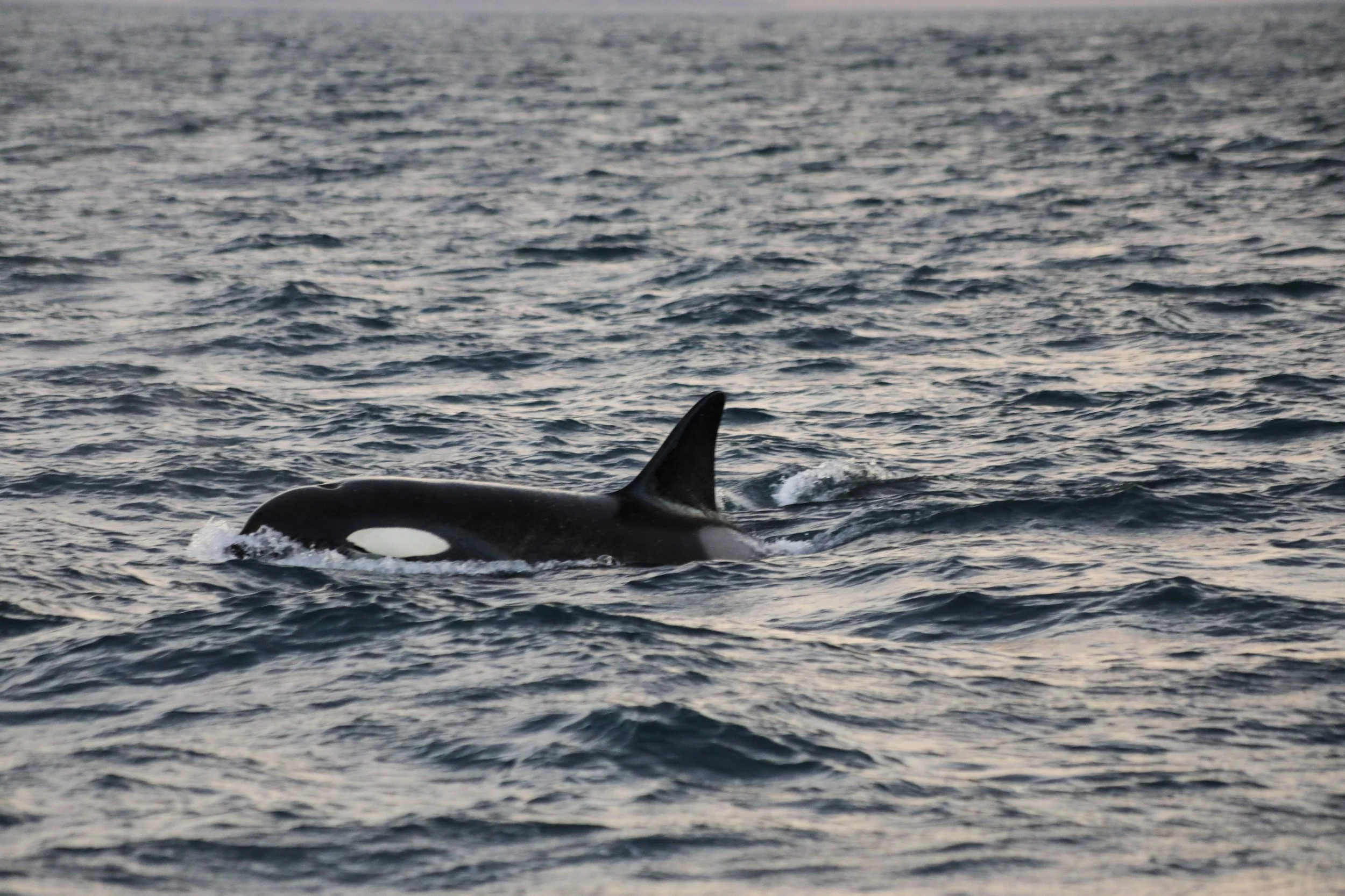 Orcas in Skjálfandi Bay!