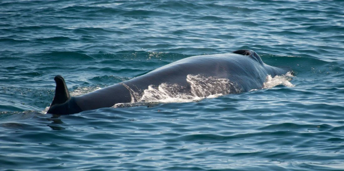 Sei whale