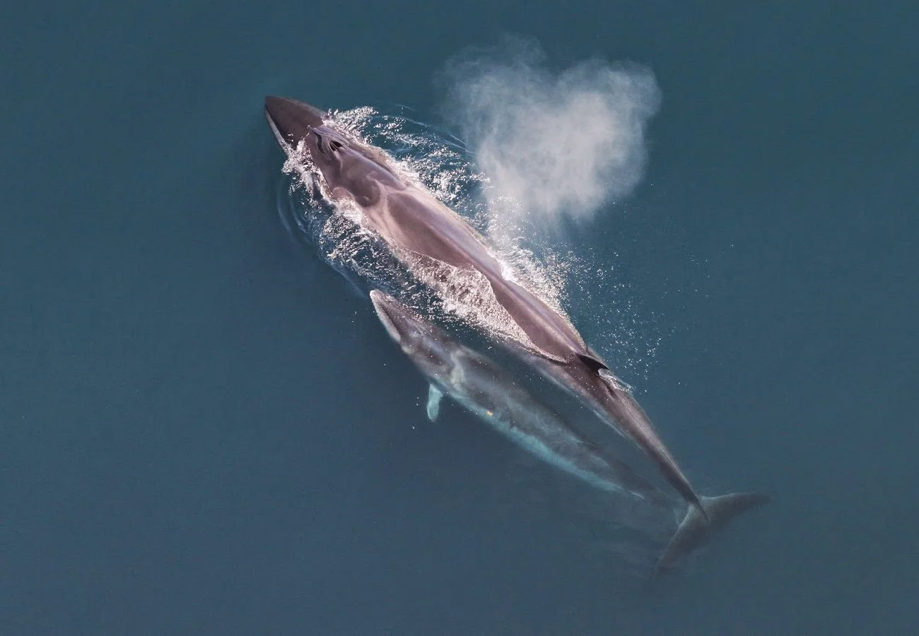 Sei whale