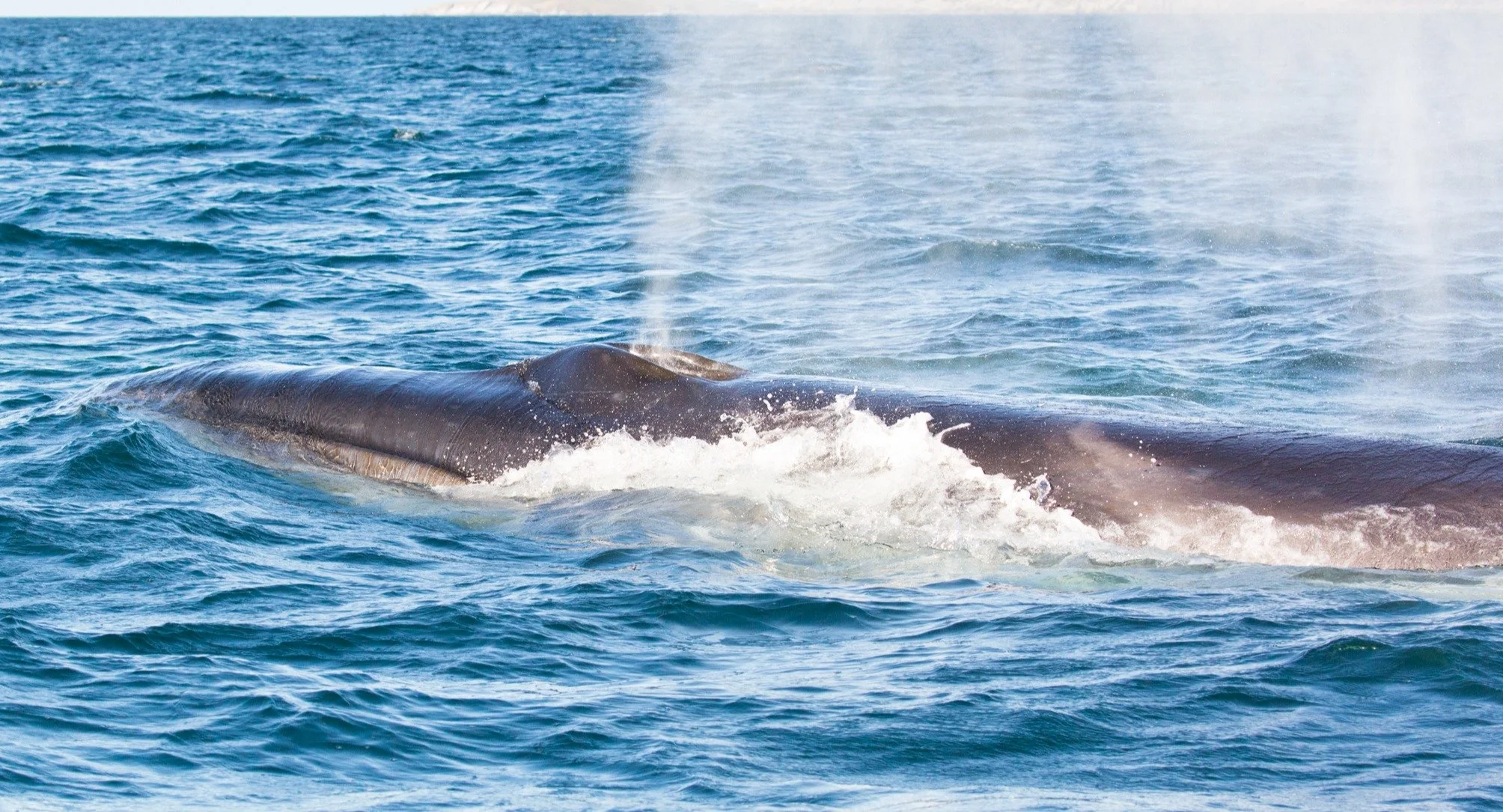 Sei whale