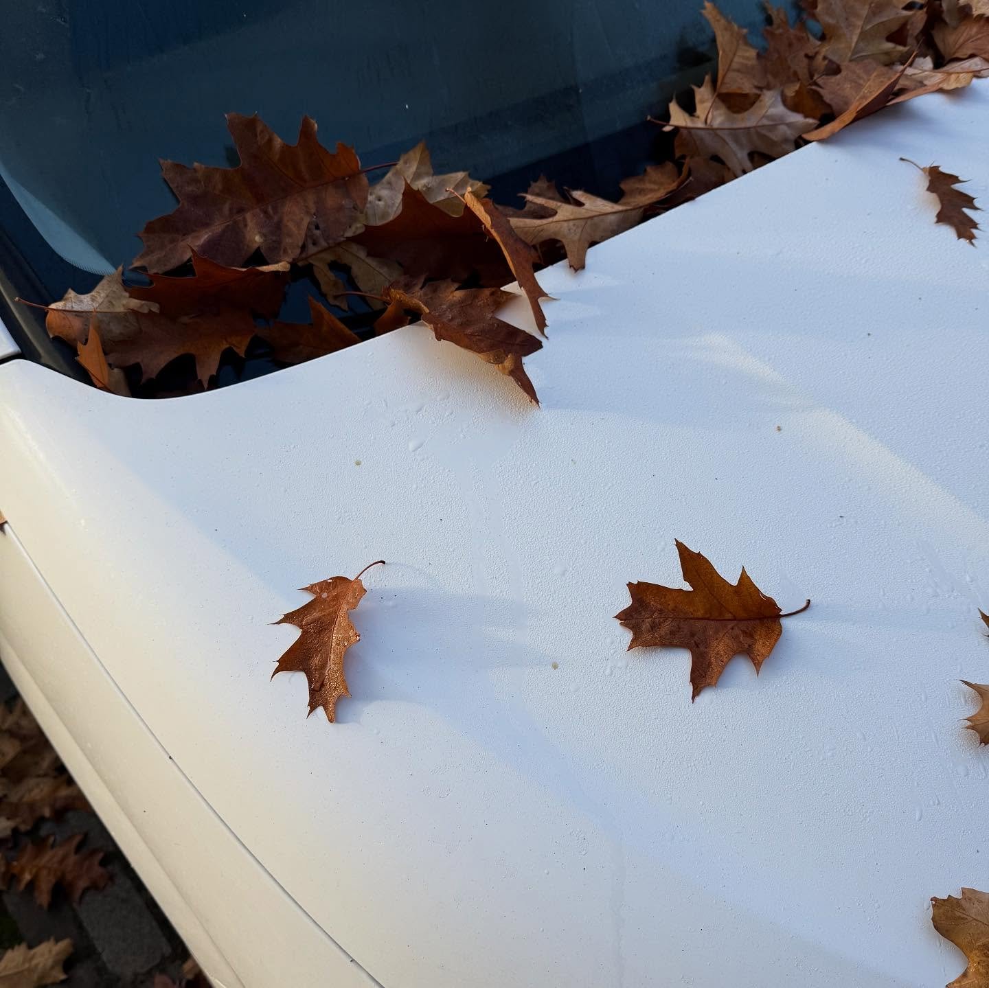 white cars in autumn and studying soil chromatography 🍁🤍