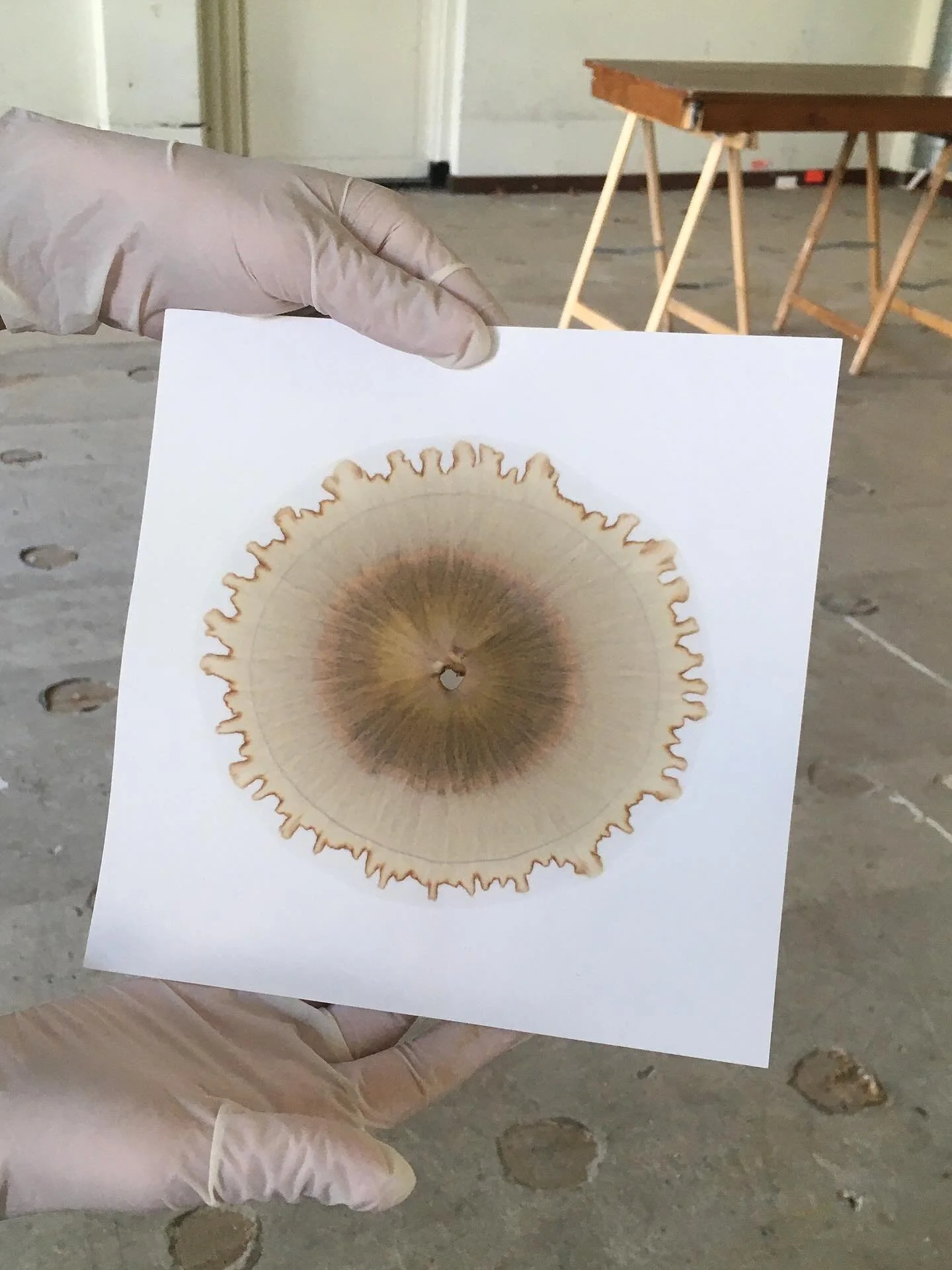 with my background in environmental science, i find soil chromatography very fascinating, as it offers a holistic lens on soil health. 

soil chromatography works by using capillary action to create a visual map of soil health on filter paper. first,