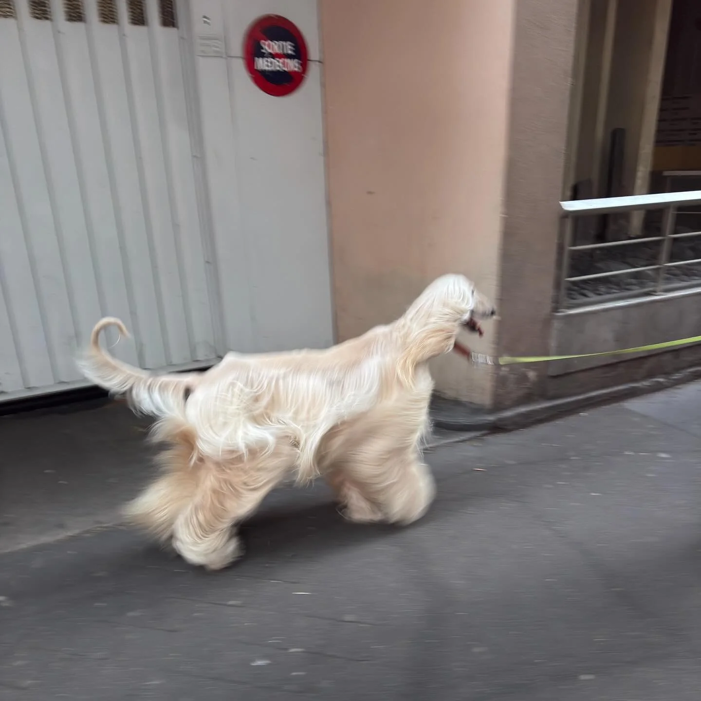 i guess paris dogs do it better as well 🤍
.
.
.
.
.
#dogs #photography #movingimages #dogsofinstagram