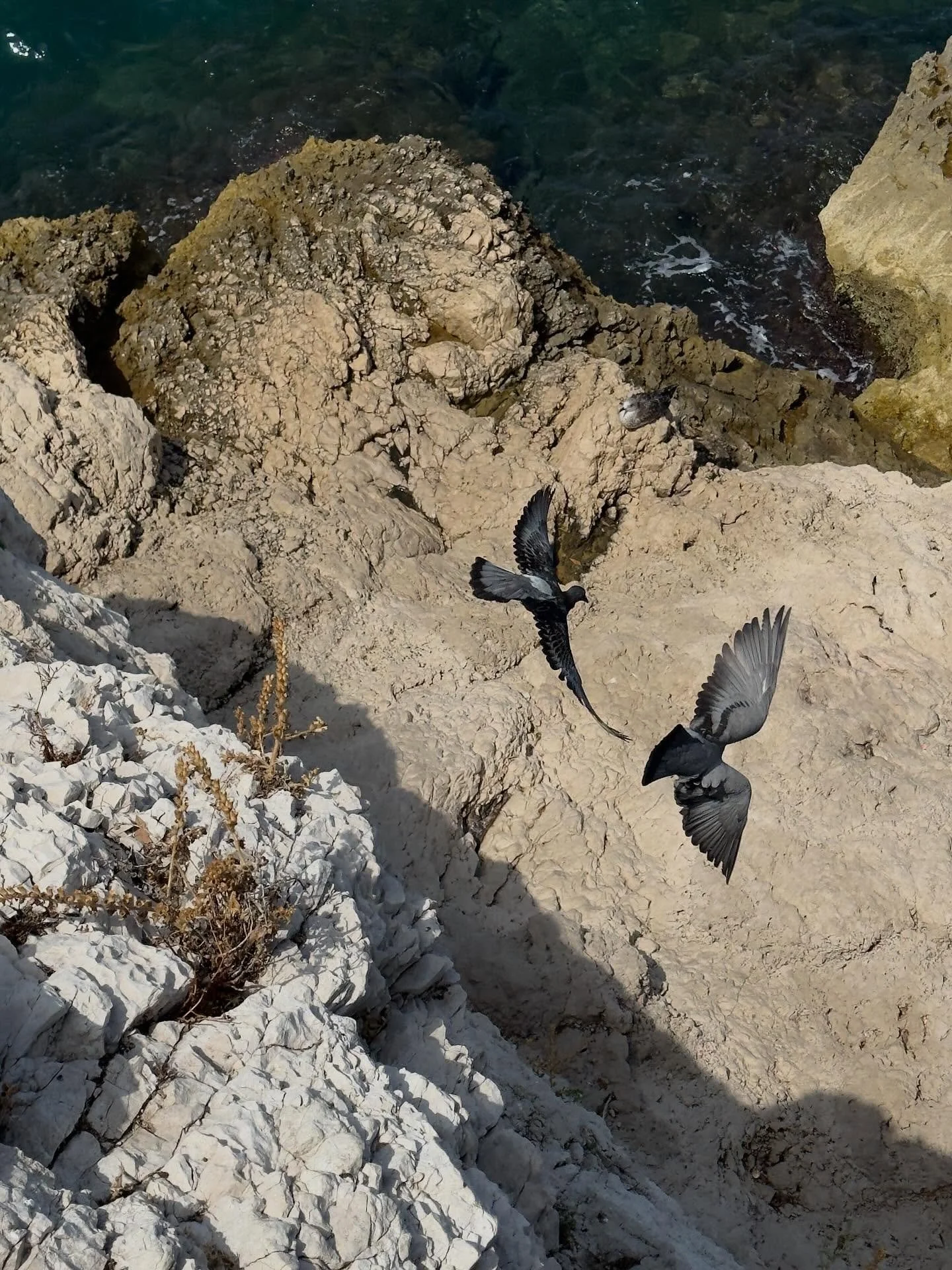 pigeon 1-2-3 
.
.
.
.
#storytelling #photography #fyp #explorepage #cestmarseille