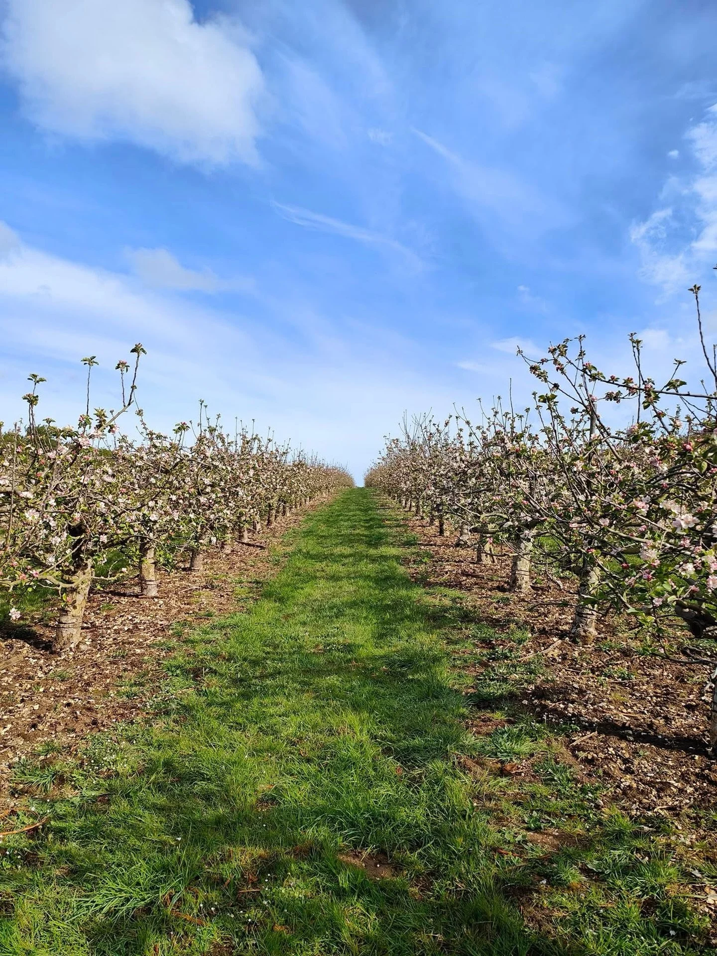 Another stunning content session incoming🍎

Content days when the sun shines just hit a bit different. 

#contentday #orchard