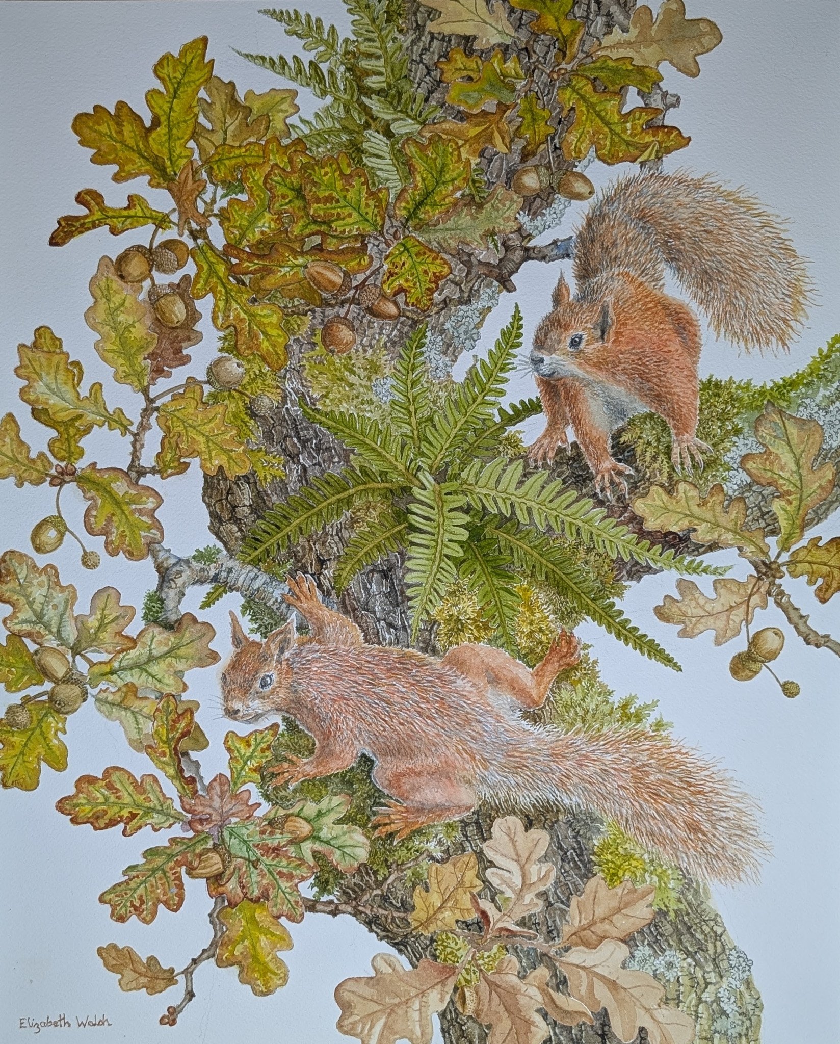 Elizabeth Walsh 'Red squirrels', watercolour, 68 x 56cm, £480