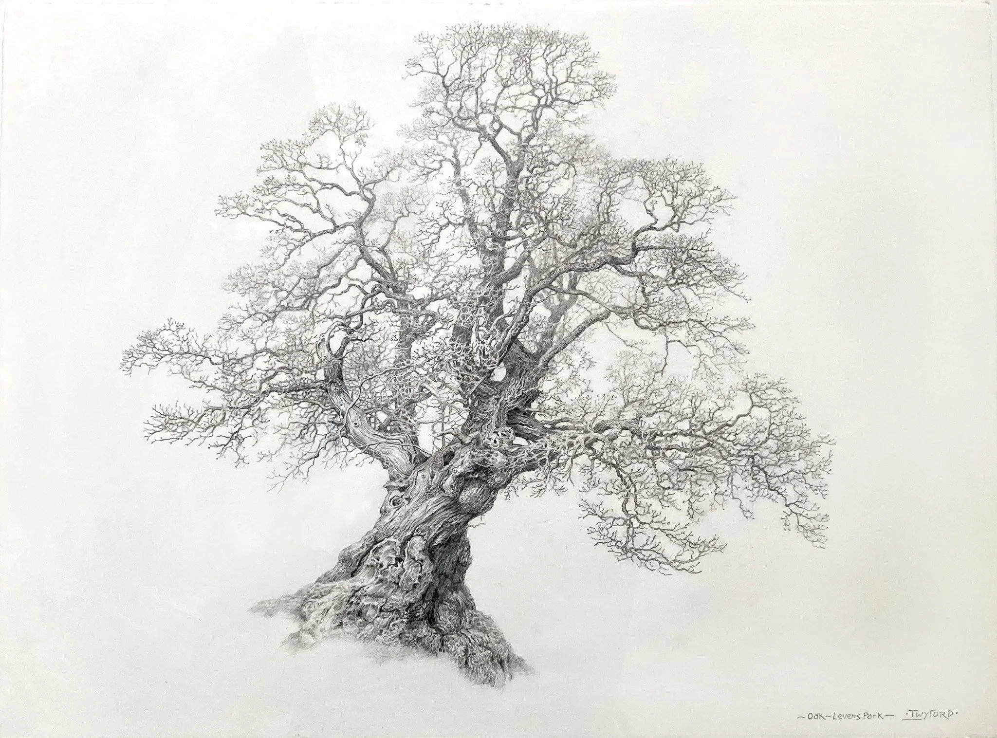 Graham Twyford 'Cumbrian Trees - Oak - Levens Park', pencil on fabriano hot pressed cotton rag paper, 57 x 77cm, £1200