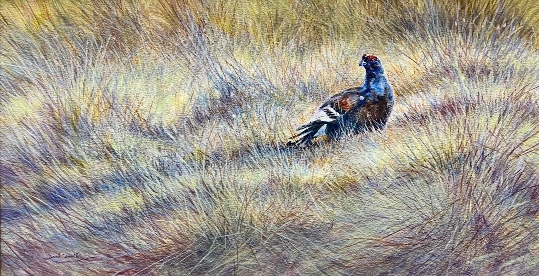 David Cemmick 'On High Moor - Black Grouse', oil on board, £950