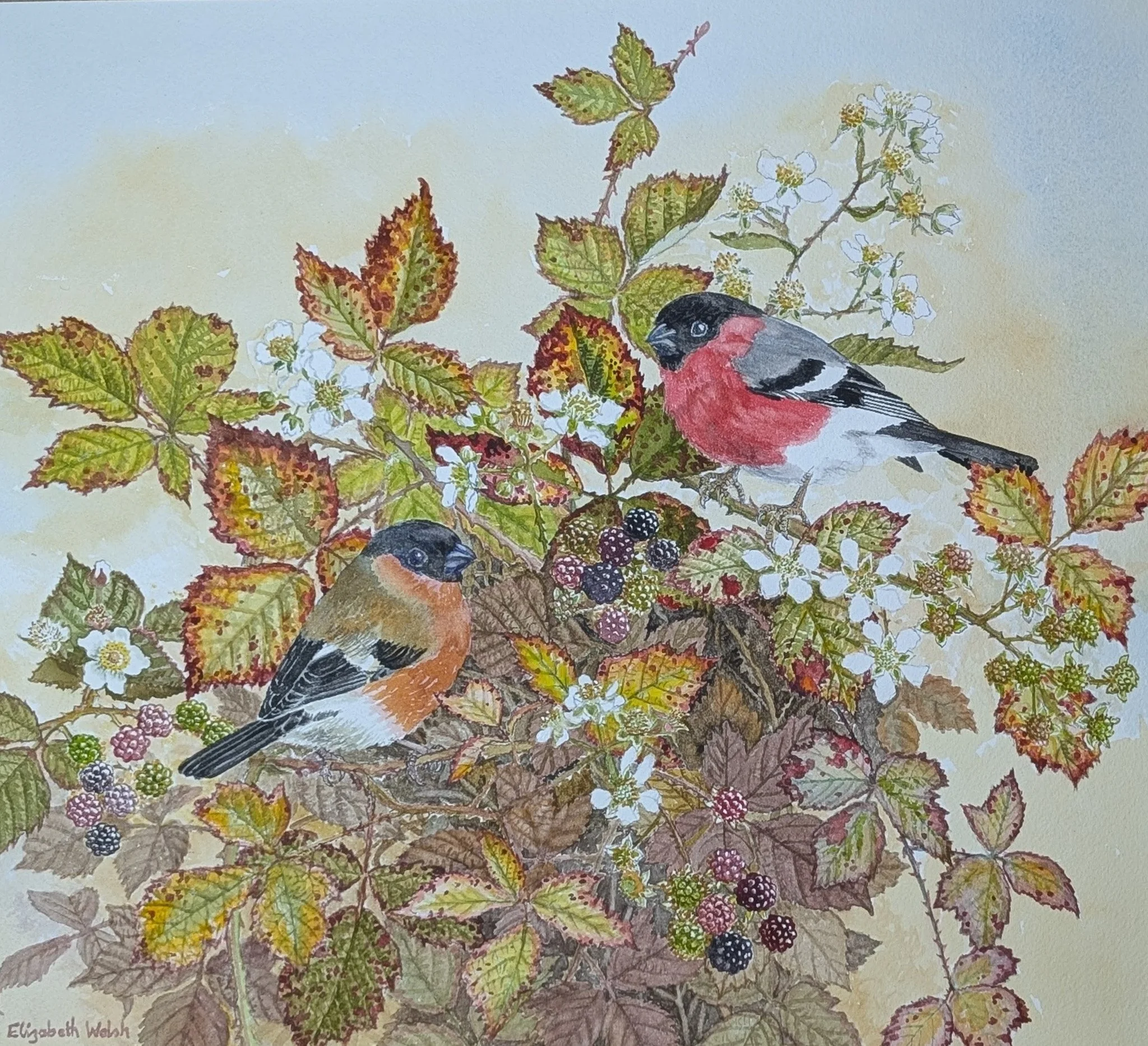 Elizabeth Walsh 'Bullfinches', watercolour, 50 x 55cm, £360