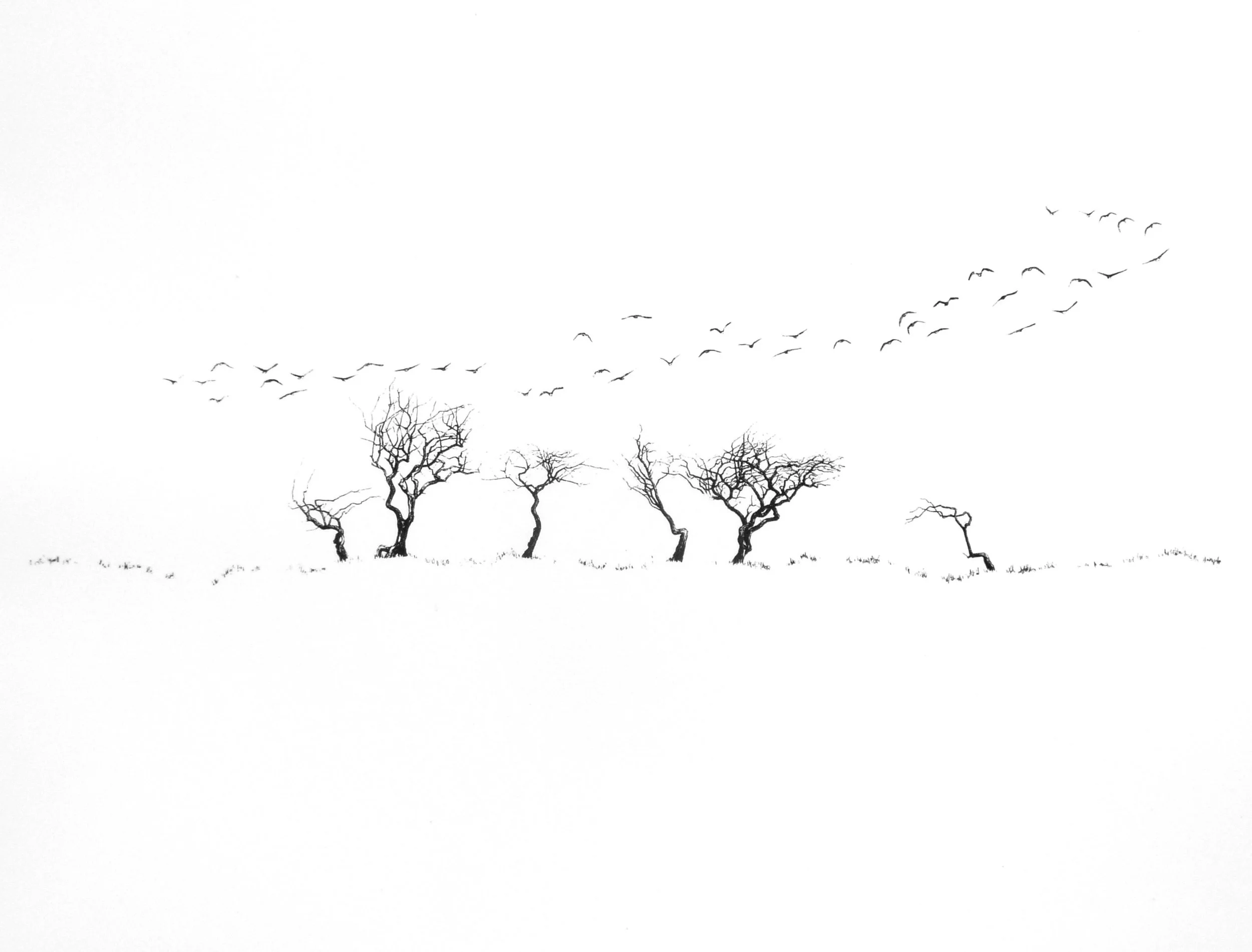 Take Wing - original plate lithograph, 495 x 650 mm