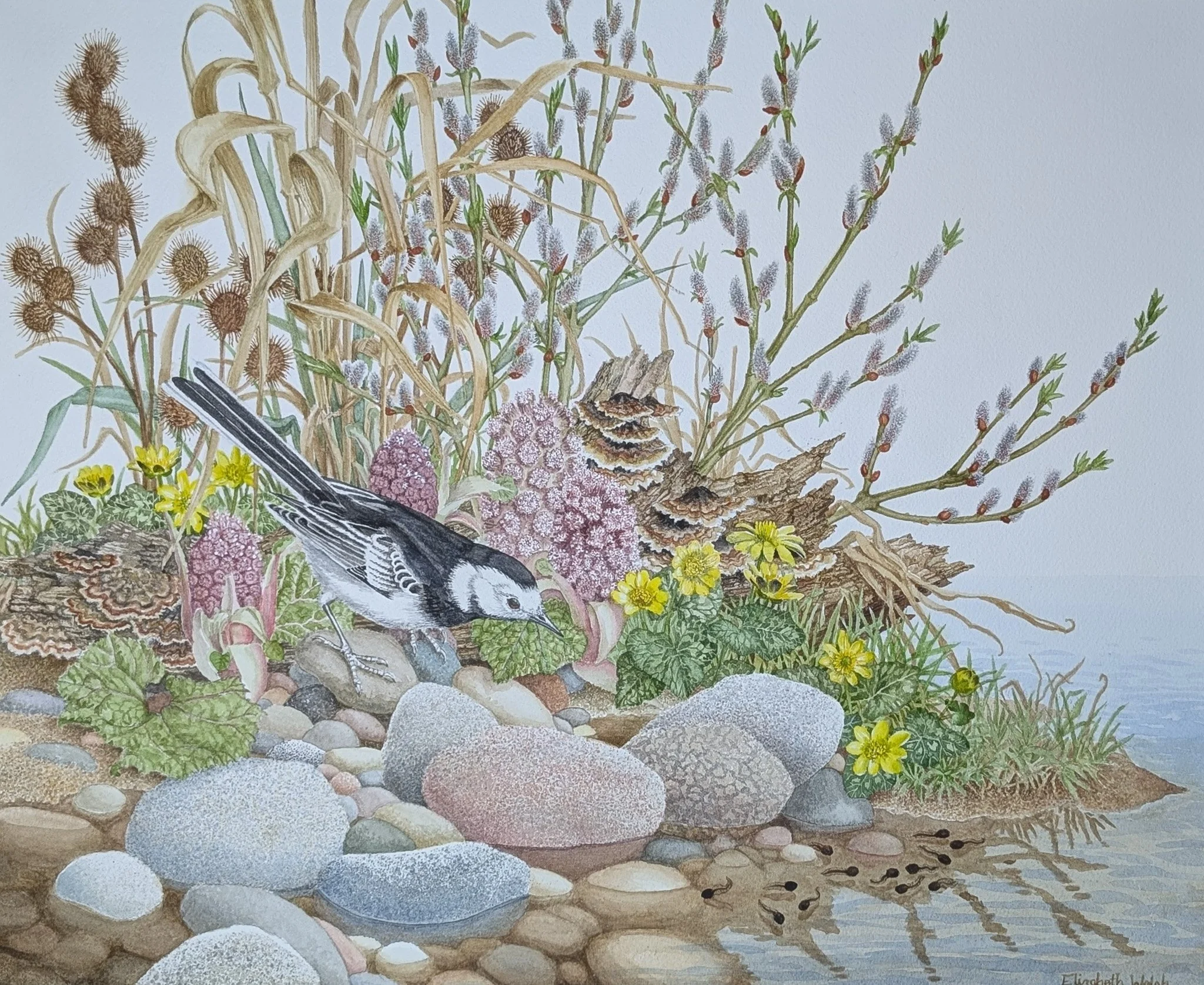 Elizabeth Walsh 'Tadpole time', watercolour, 58 x 68cm, £480