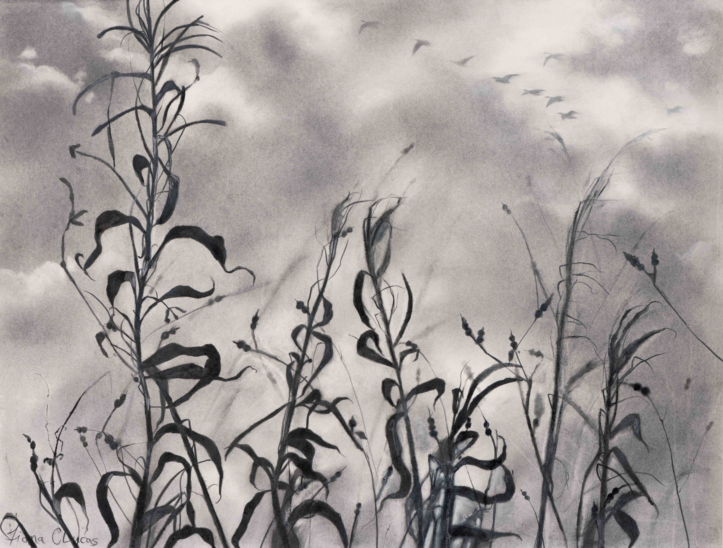 Fiona Clucas 'Wild Geese, Solway', graphite & Cont'e, 75 x 92cm, £1500