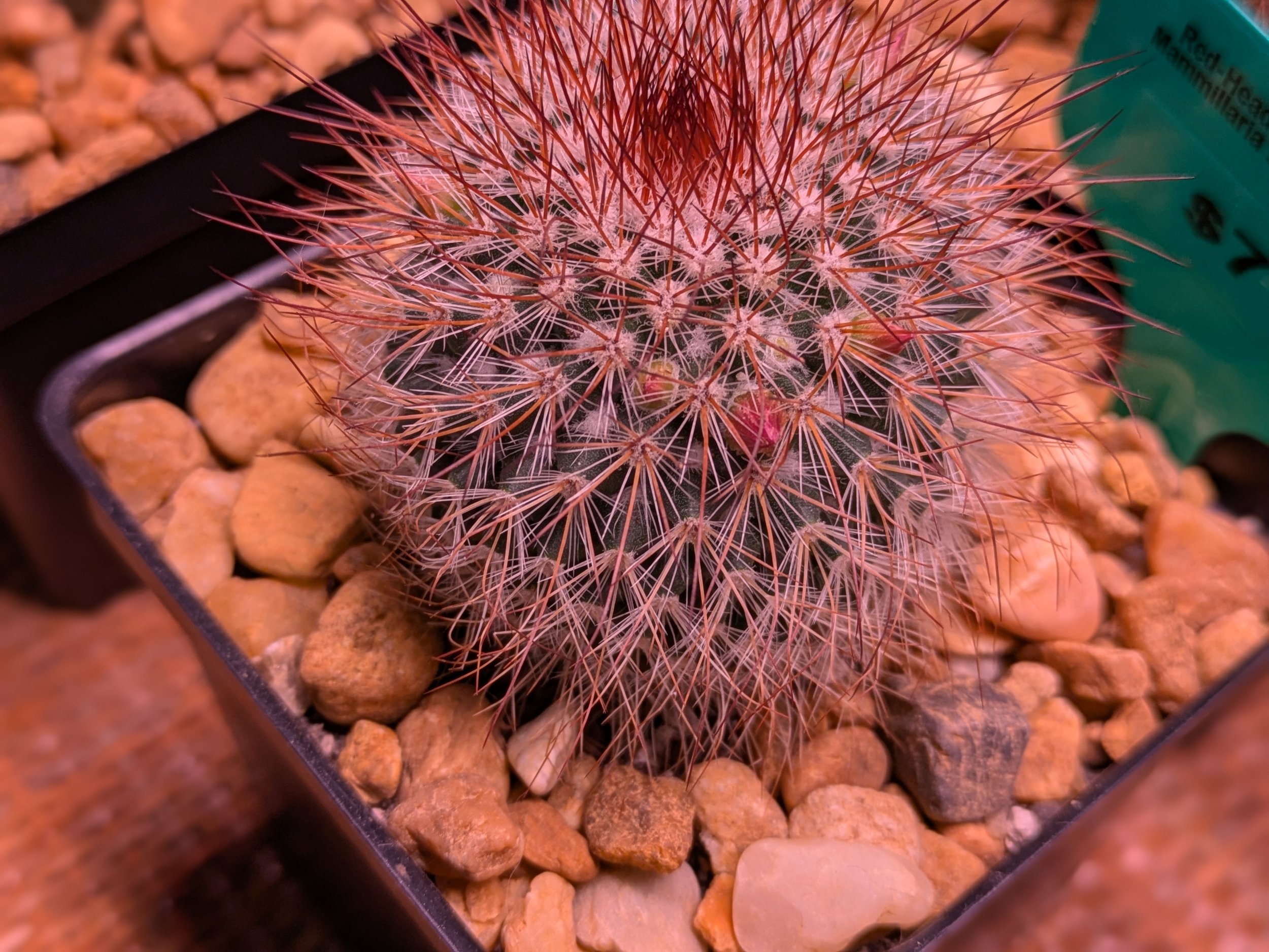 Red Headed about to bloom.jpg