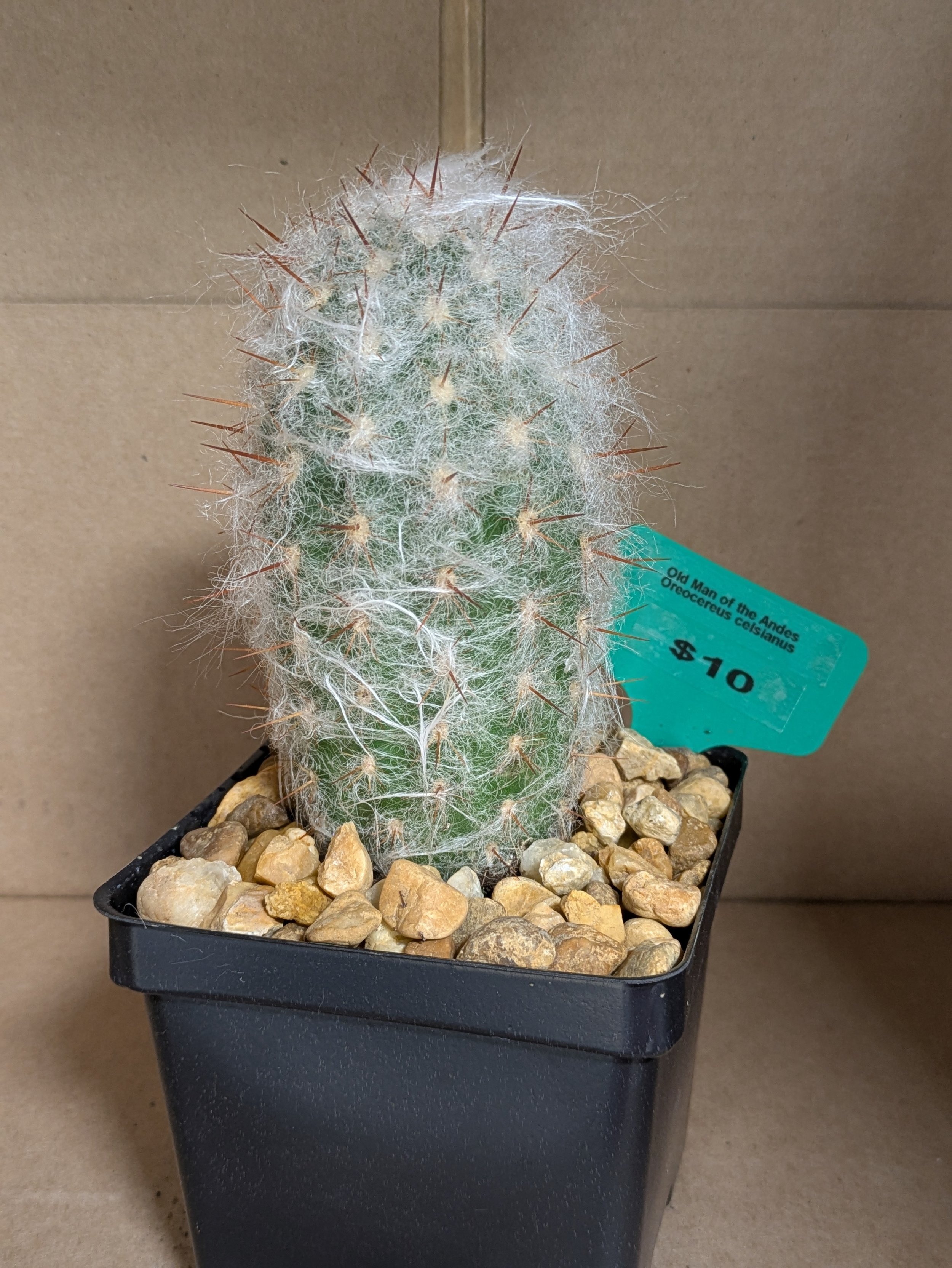 Old Man Oreocereus celsianus.jpg