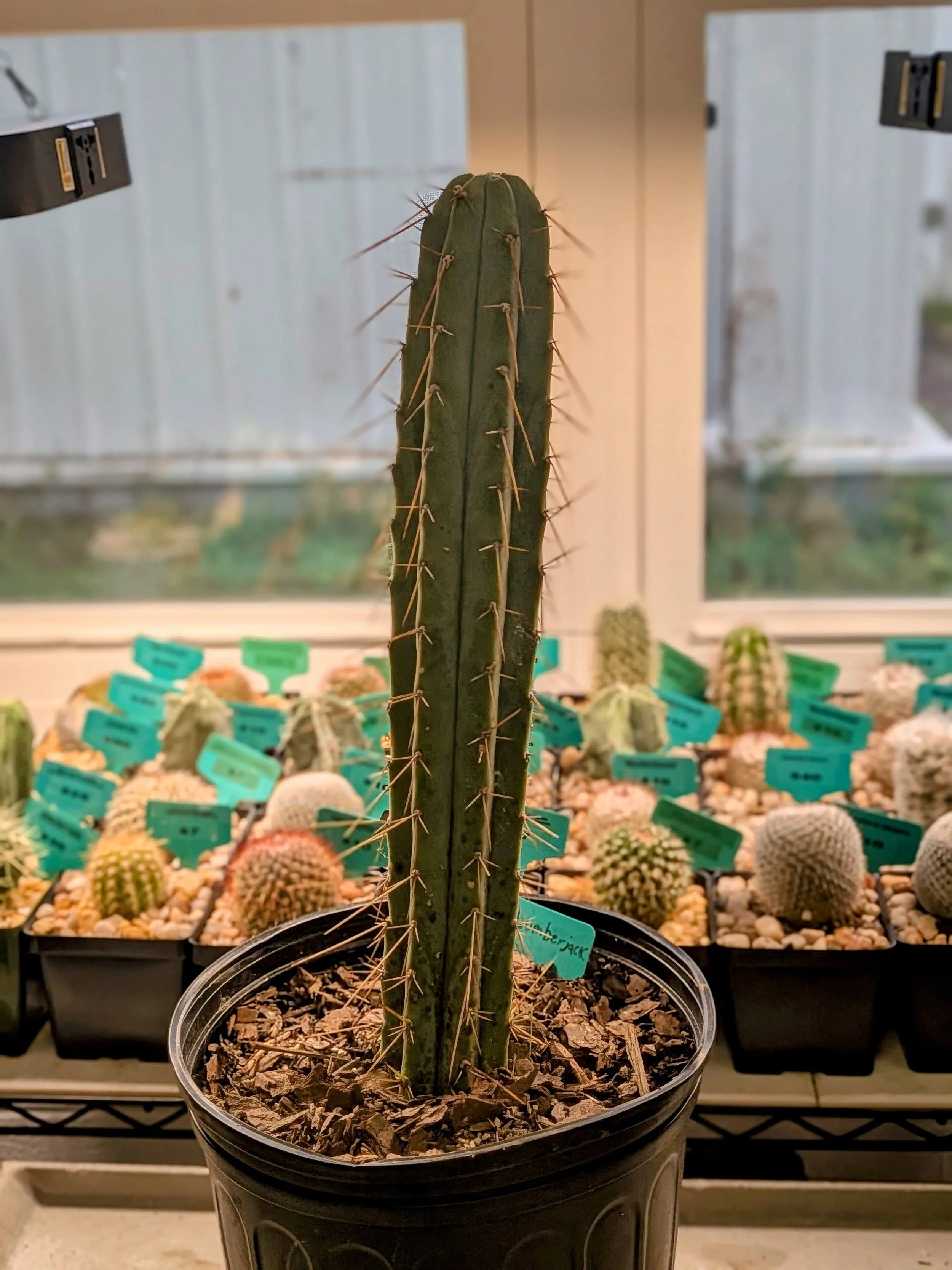 Lumberjack San Pedro.jpg